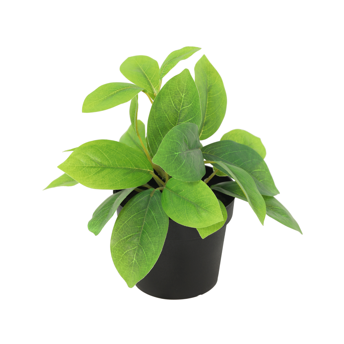 ARTIFICIAL Hoya green