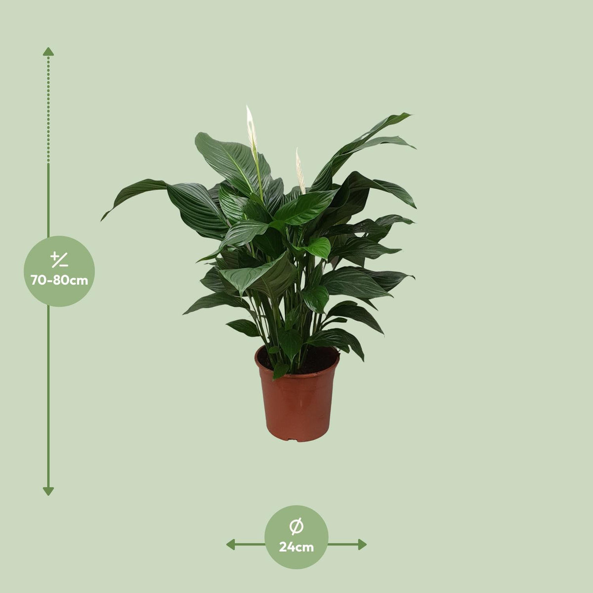 Spathiphyllum (Friedenslilie) Sweet Silvana