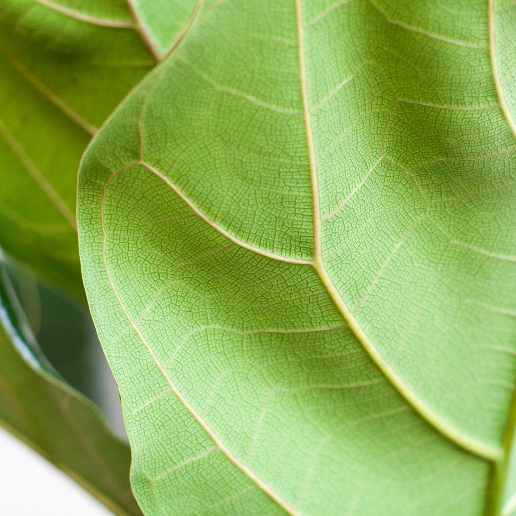 Ficus lyrata (Geigenfeige) mit Potter-Topf Grau