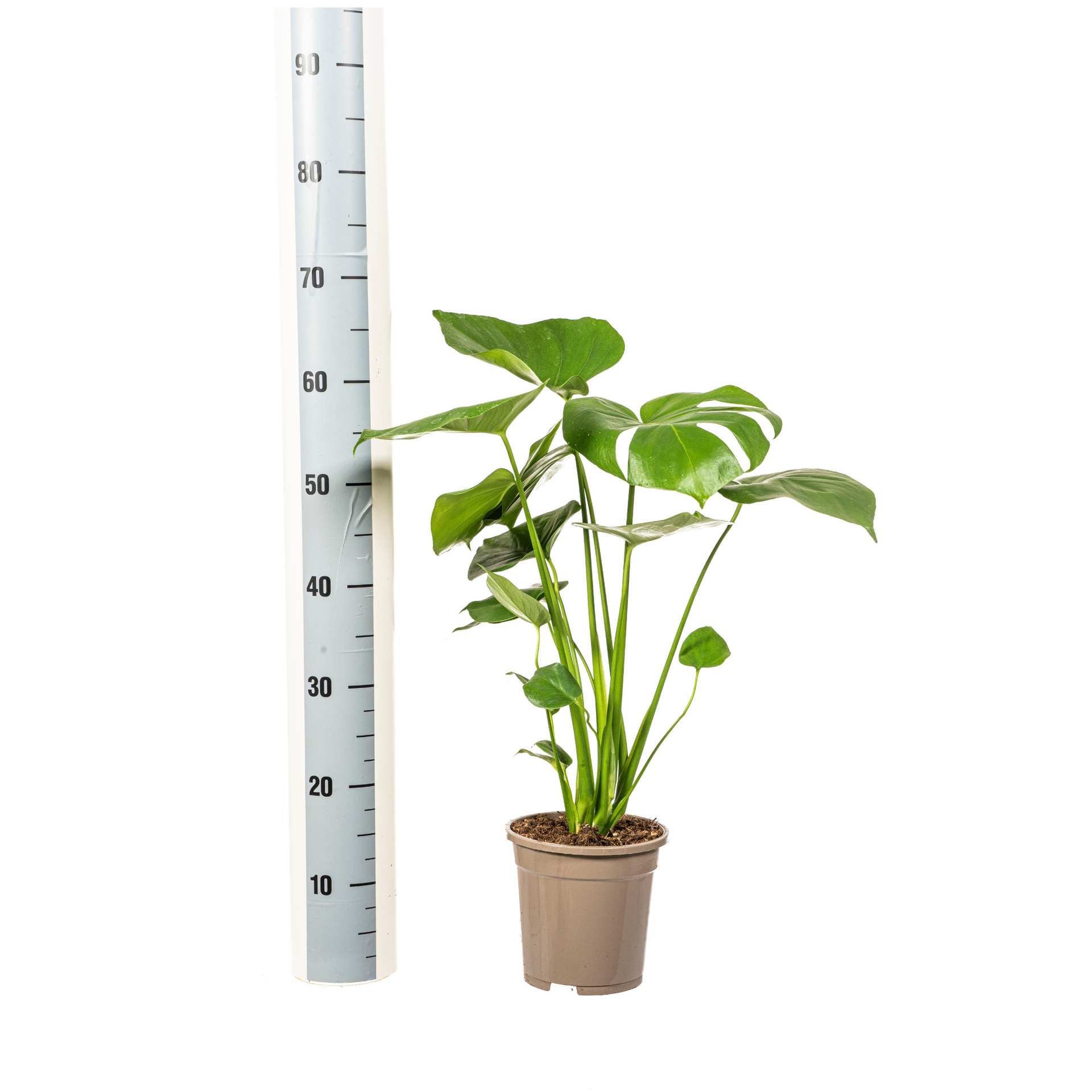 Monstera deliciosa Tauerii (Fensterblatt) Ø17 cm – ca. 50–70 cm