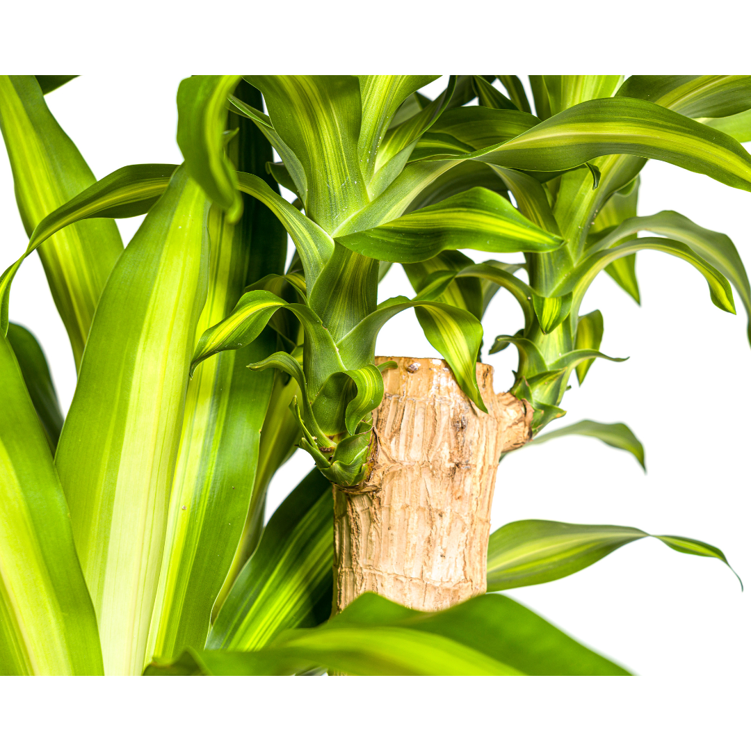 Dracaena fragrans Massangeana (Drachenbaum)