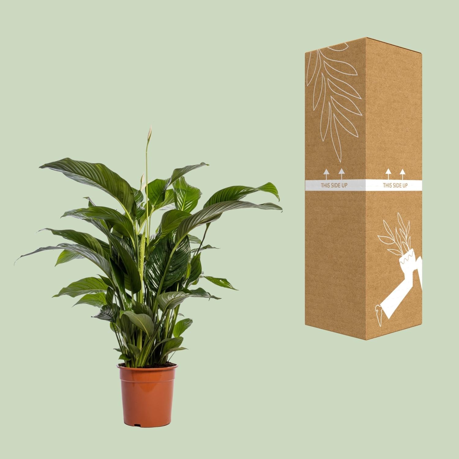 Spathiphyllum (Friedenslilie) Bellini – Ø24 cm – ca. 100 cm