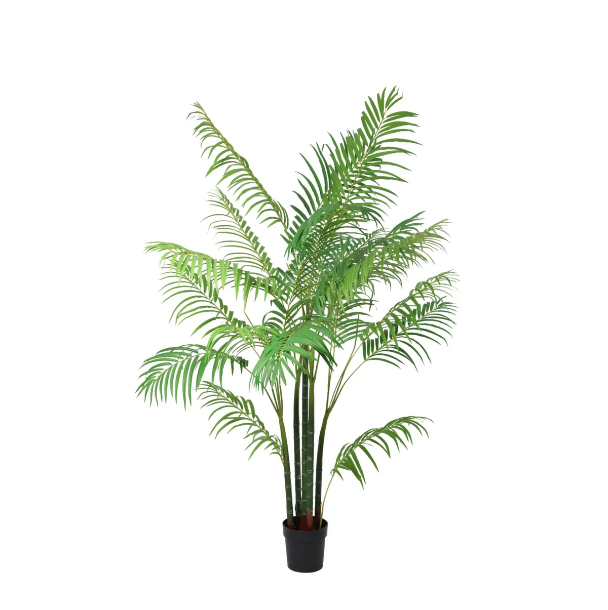 ARTIFICIAL Areca