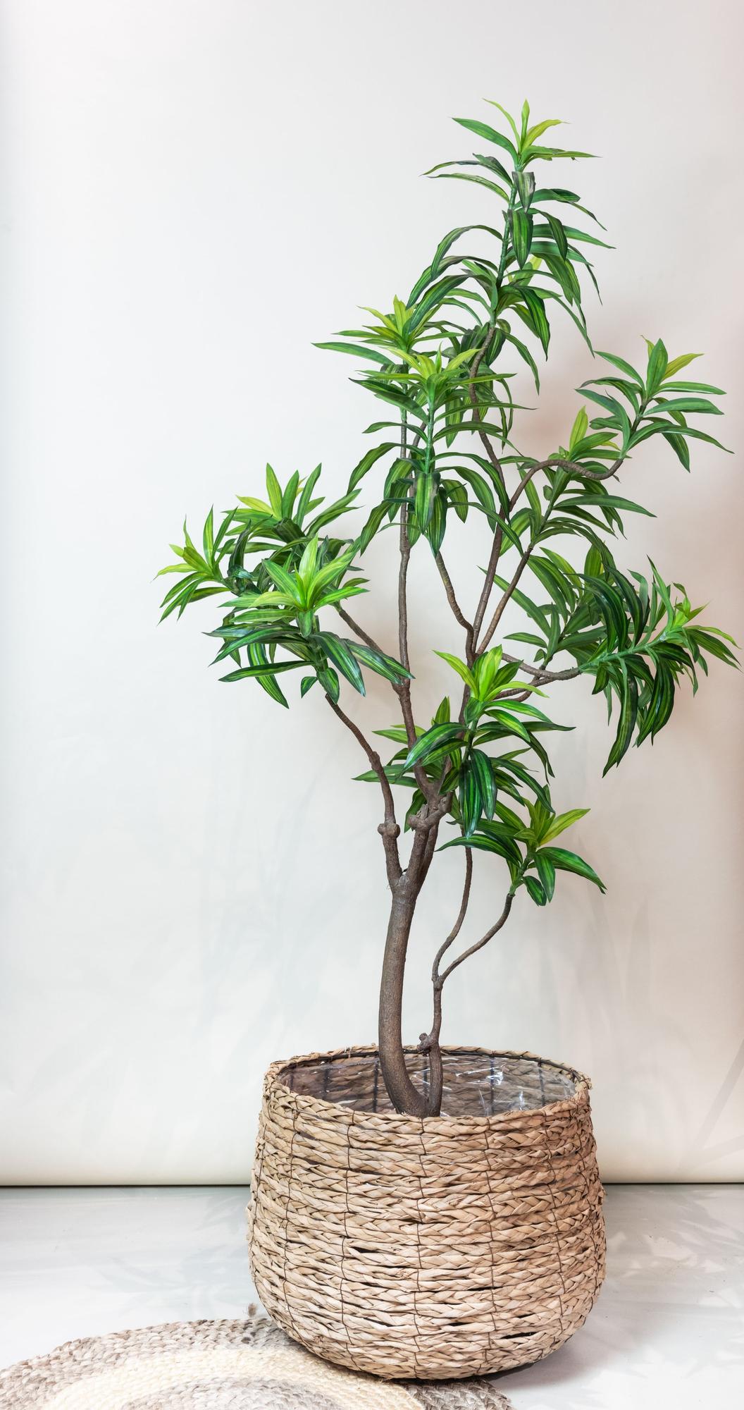 Kunstpflanze - Dracaena - Drachenbaum