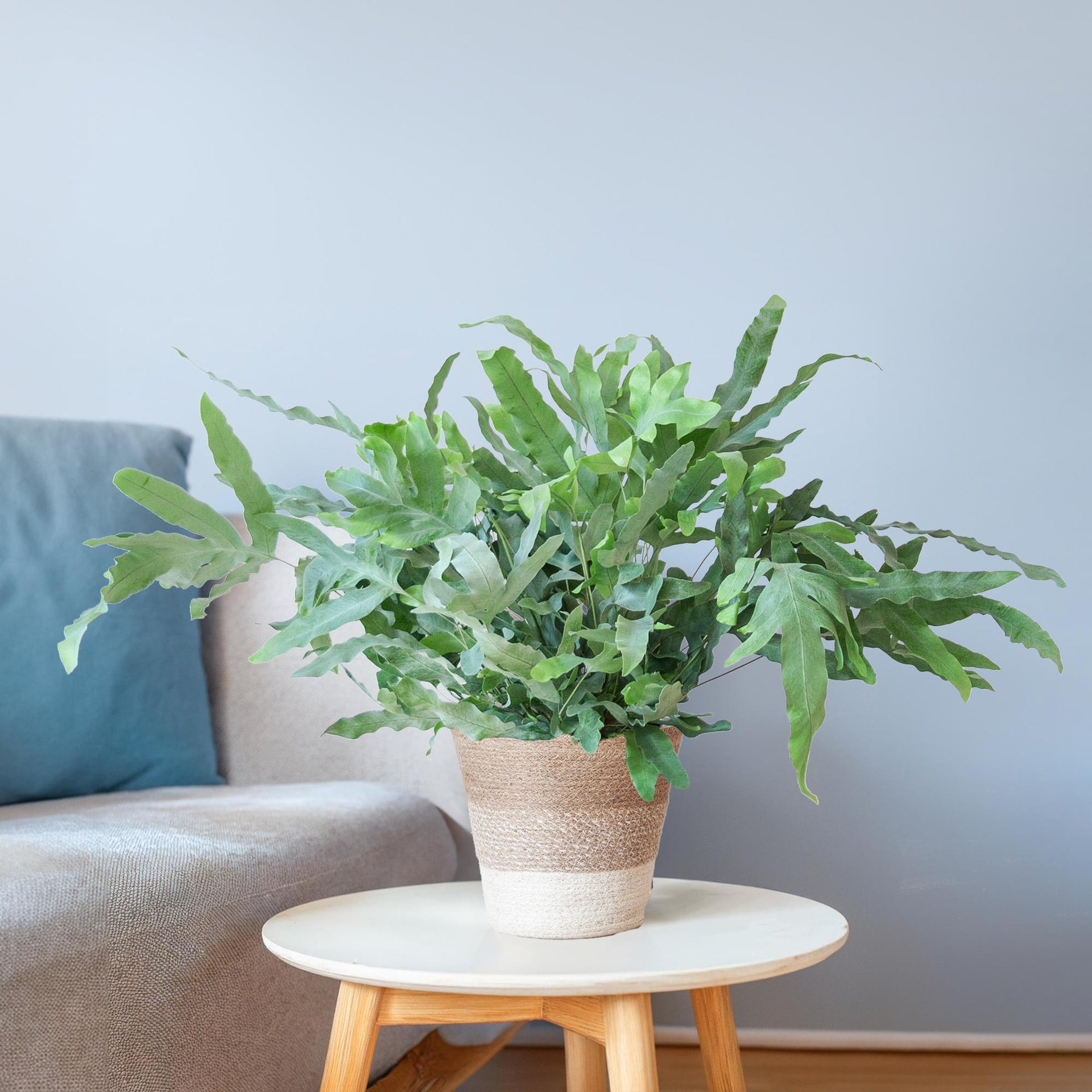 Phlebodium aureum 'Blue Star' (Blaufarn) mit Lissabon-Korb Weiß