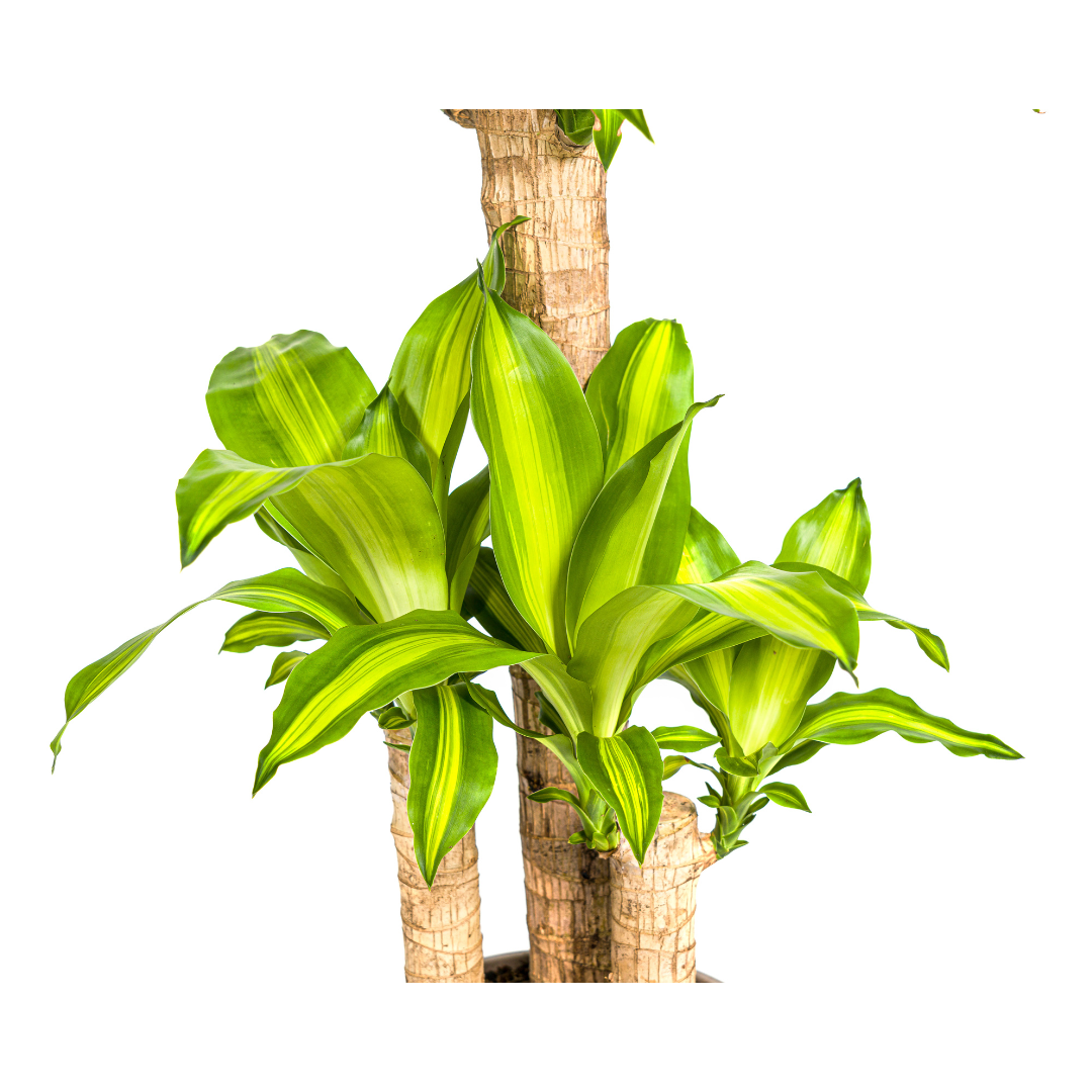 Dracaena fragrans Massangeana (Drachenbaum) Ø21 cm – ca. 90–110 cm