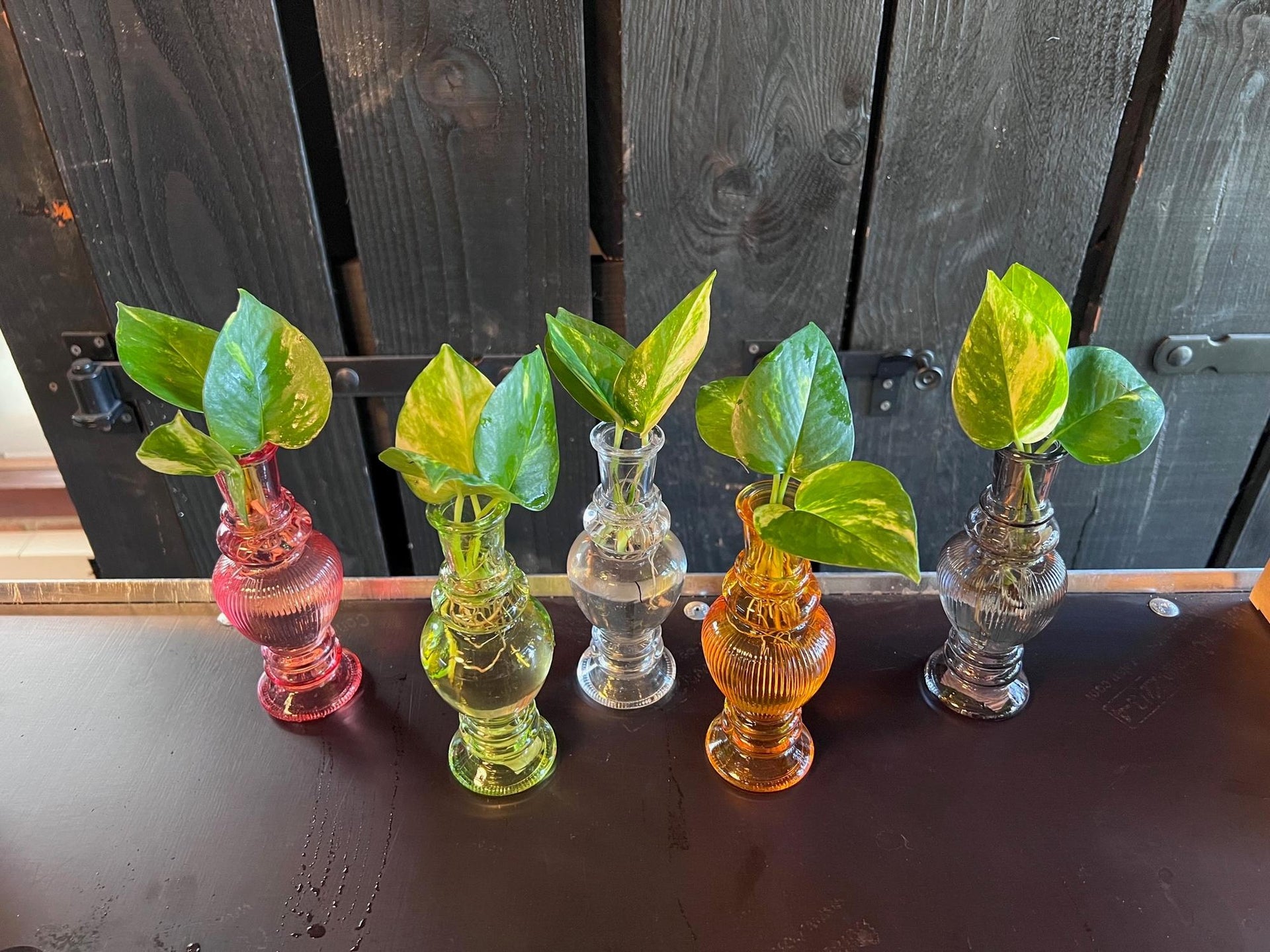 Zimmerpflanzen Mix in Venice Glas - 6 Stücke