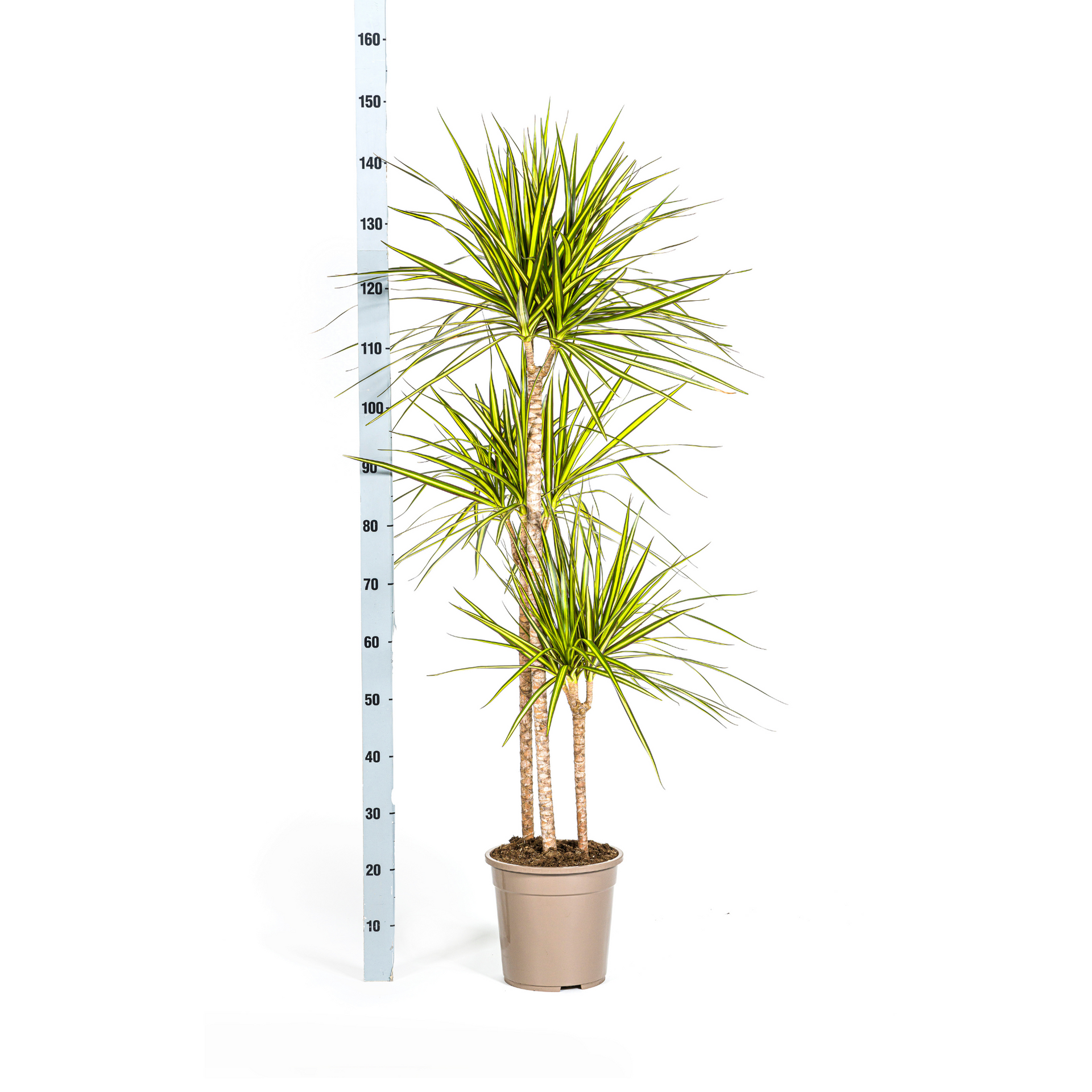 Dracaena marginata Sunray (Drachenbaum) Ø24 cm – ca. 130–150 cm