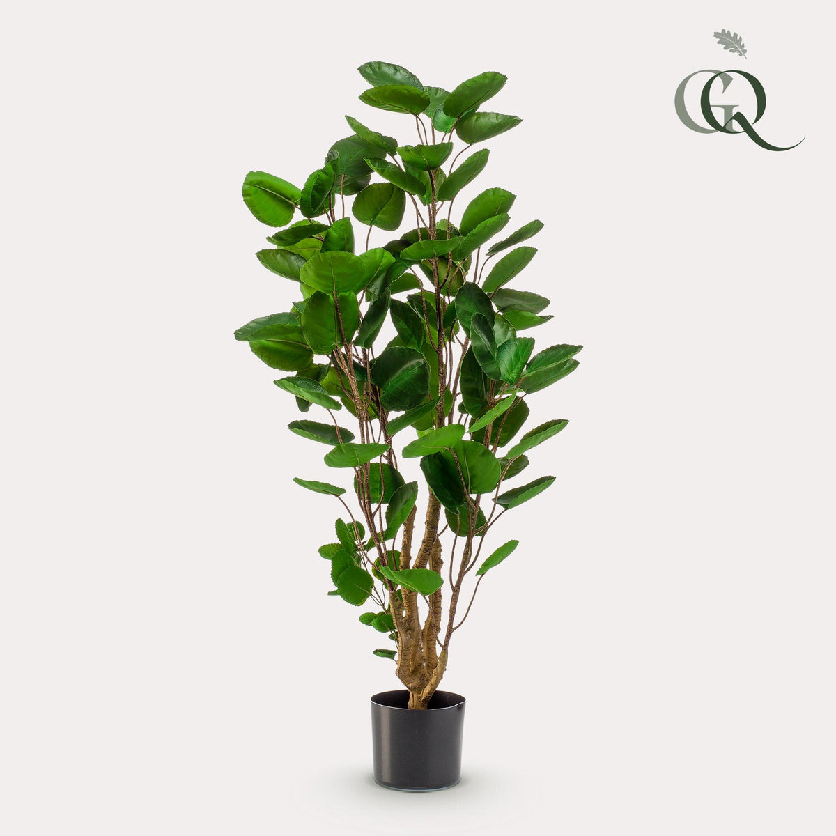 Kunstpflanze - Polyscias - Aralia