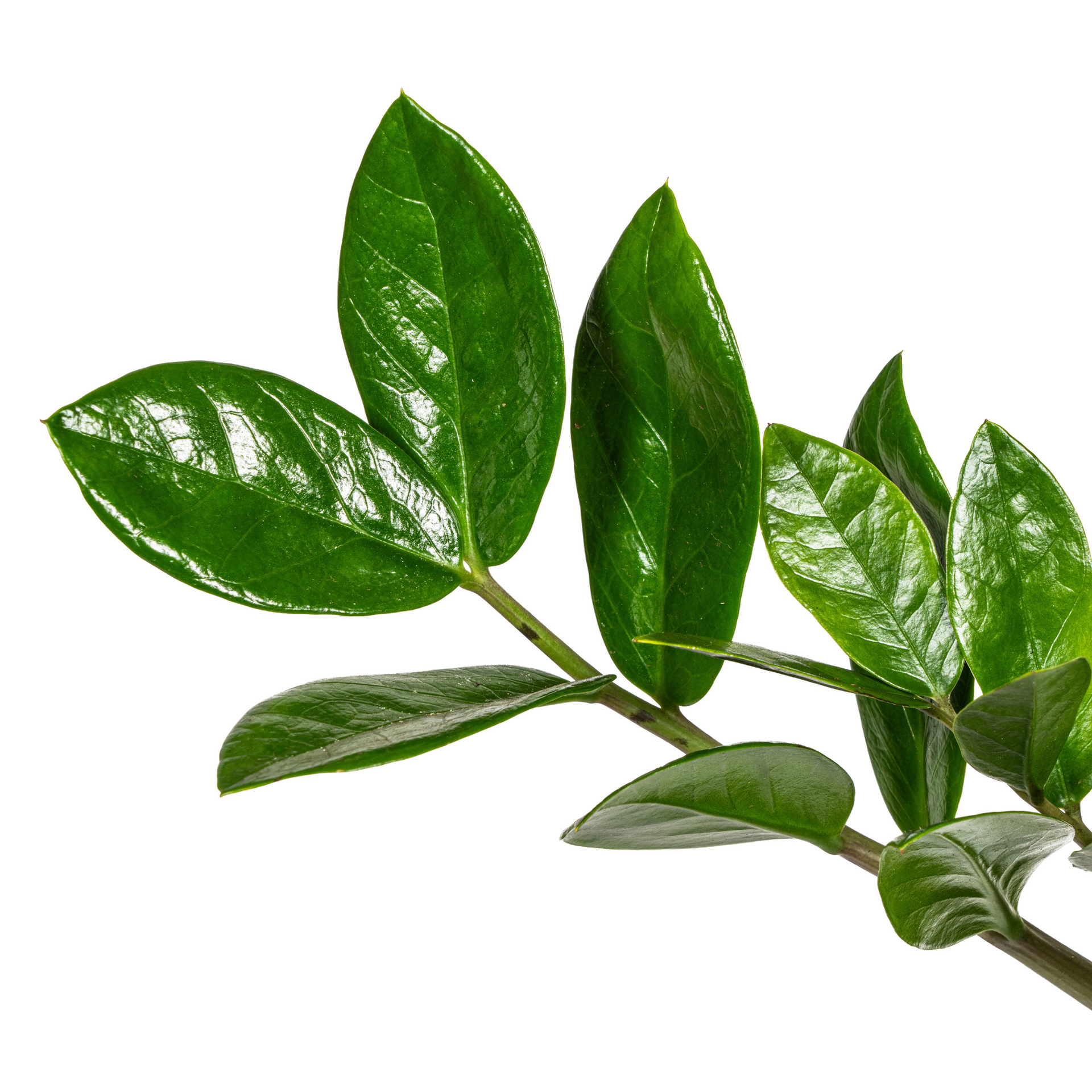 Zamioculcas zamiifolia (Glücksfeder) Ø17 cm – ca. 40–50 cm