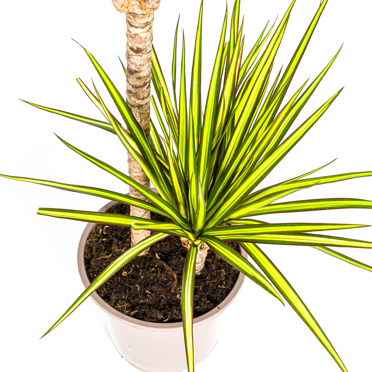Dracaena marginata Sunray (Drachenbaum)