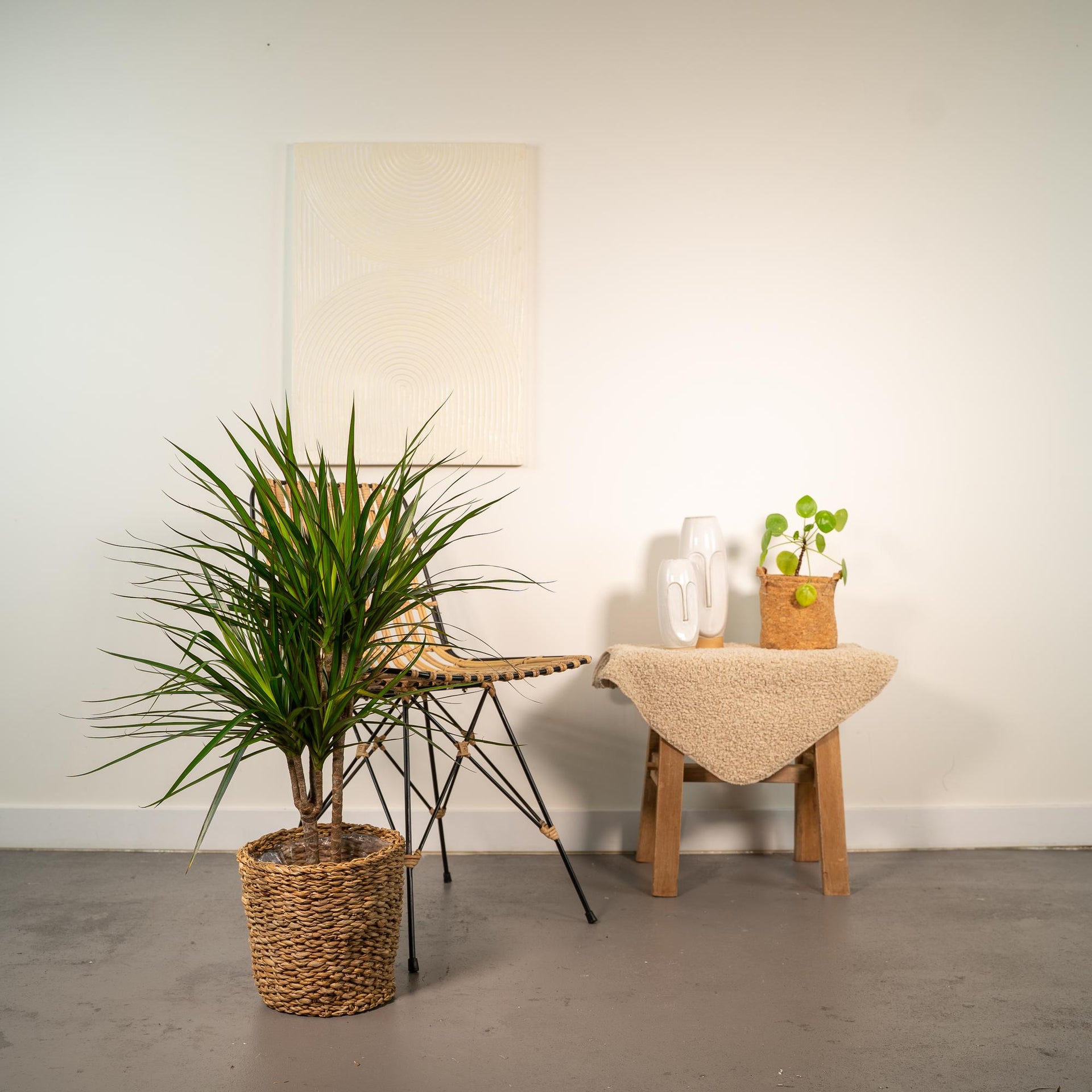 Dracaena marginata (Drachenbaum) – Ø17 cm – ca. 90 cm