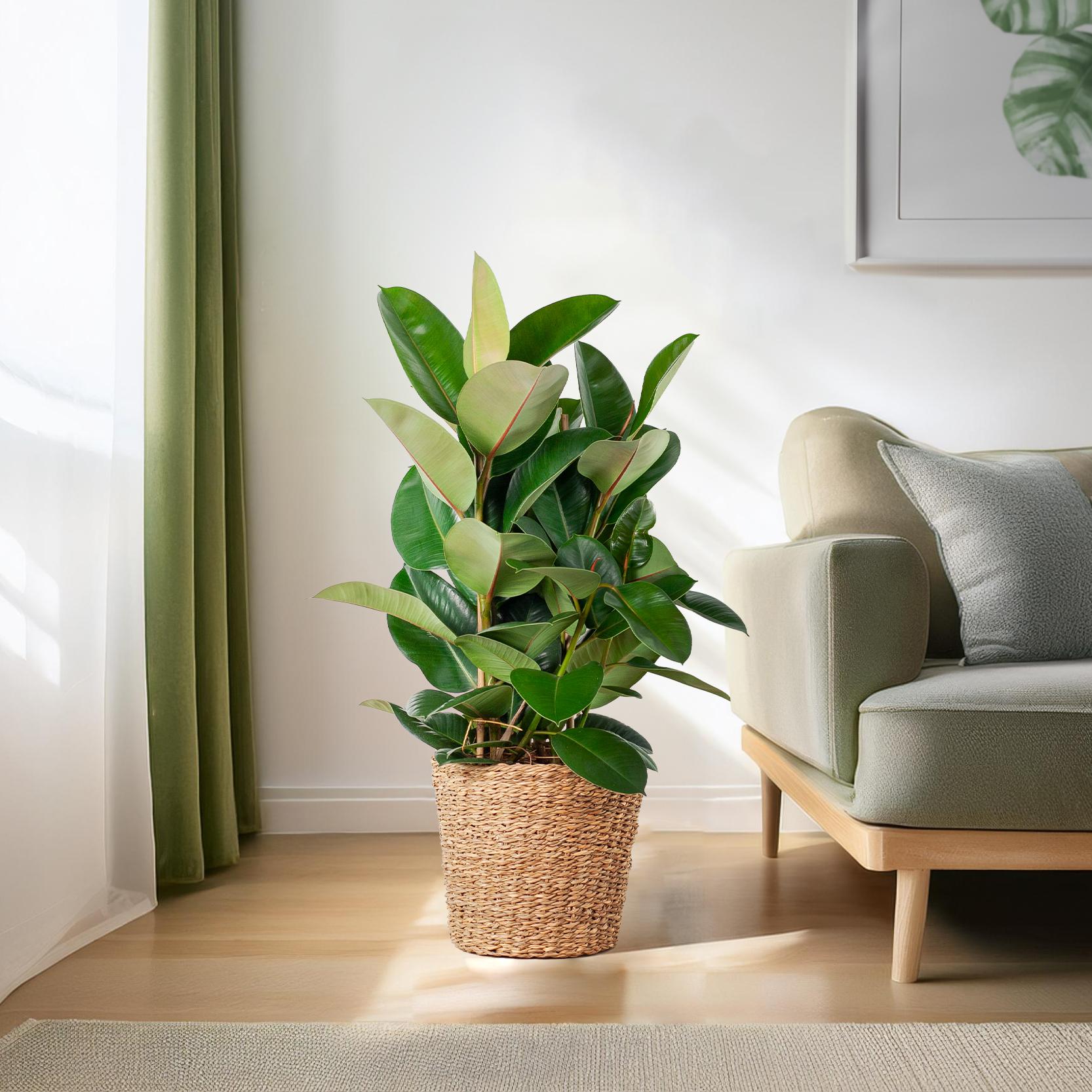 Ficus elastica Robusta (Gummibaum) XL mit Torun-Korb – 90 cm – Ø27 cm