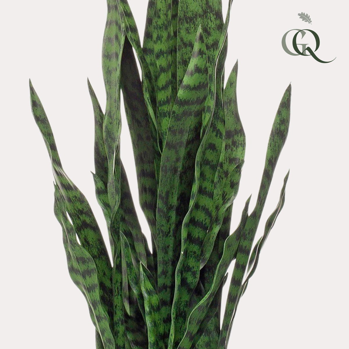 Kunstpflanze - Sansevieria Black Coral - Bogenhanf