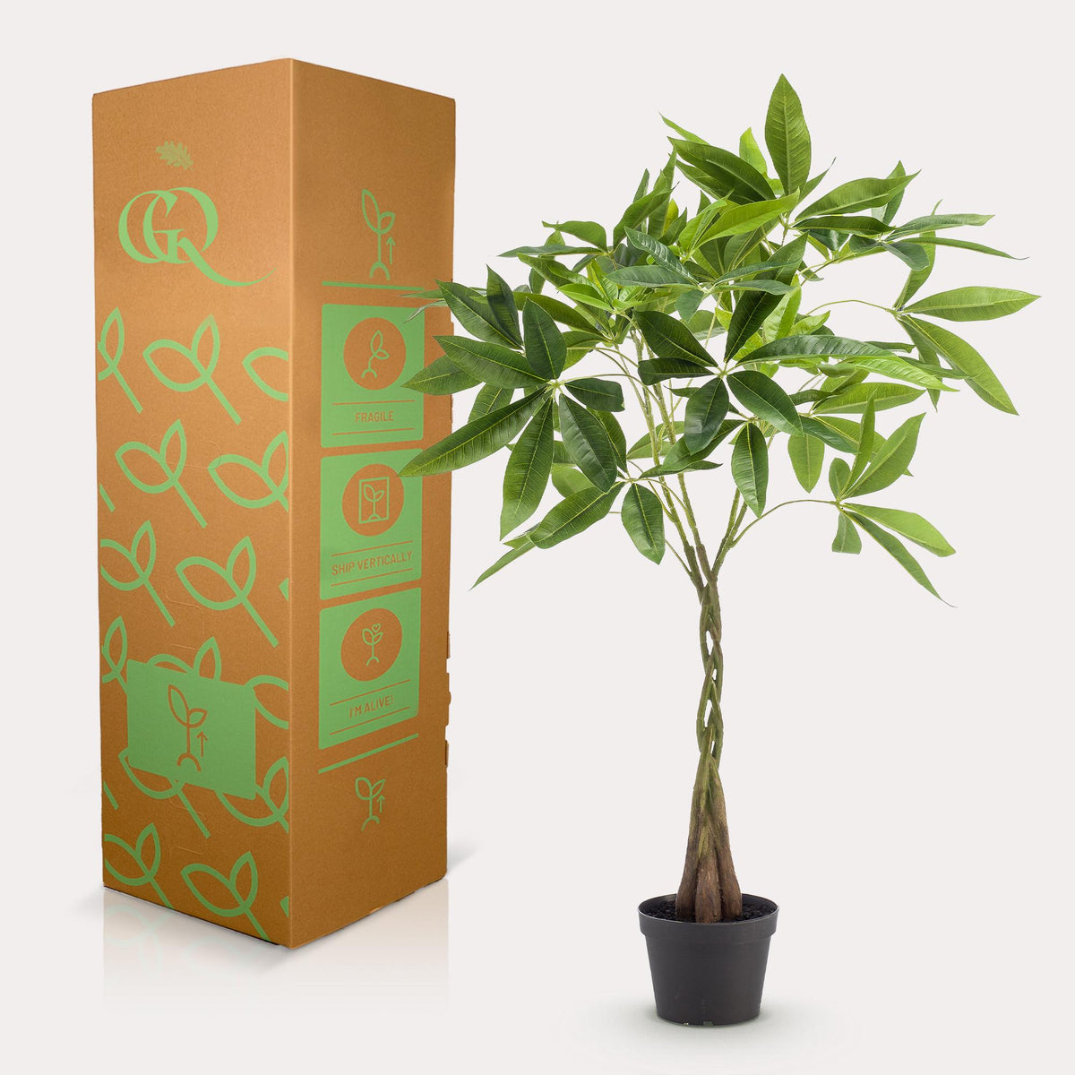 kunstplant - Pachira aquatica - Geldboom