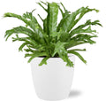 Asplenium Nidus Crissie - Ø17cm - ↕40cm + Pot Brussels D18x17cm - Weiß