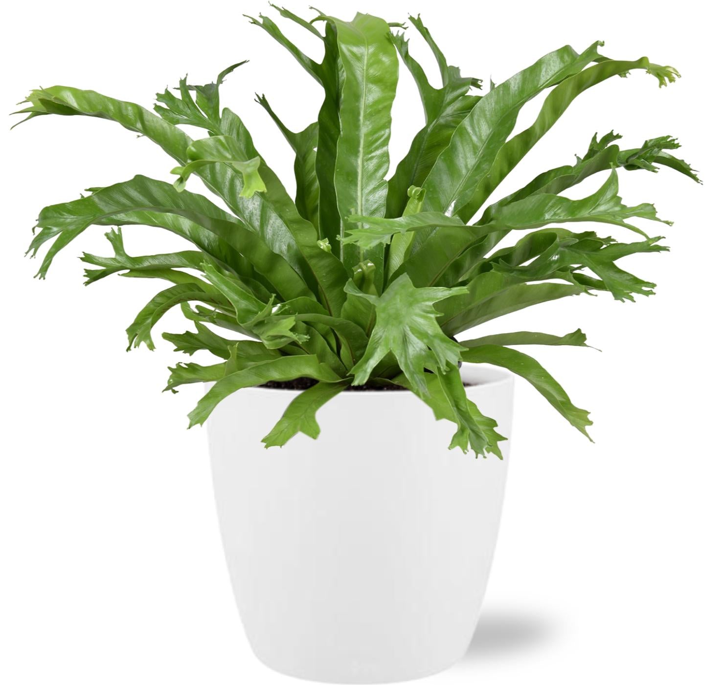 Asplenium Nidus Crissie - Ø17cm - ↕40cm + Pot Brussels D18x17cm - Weiß