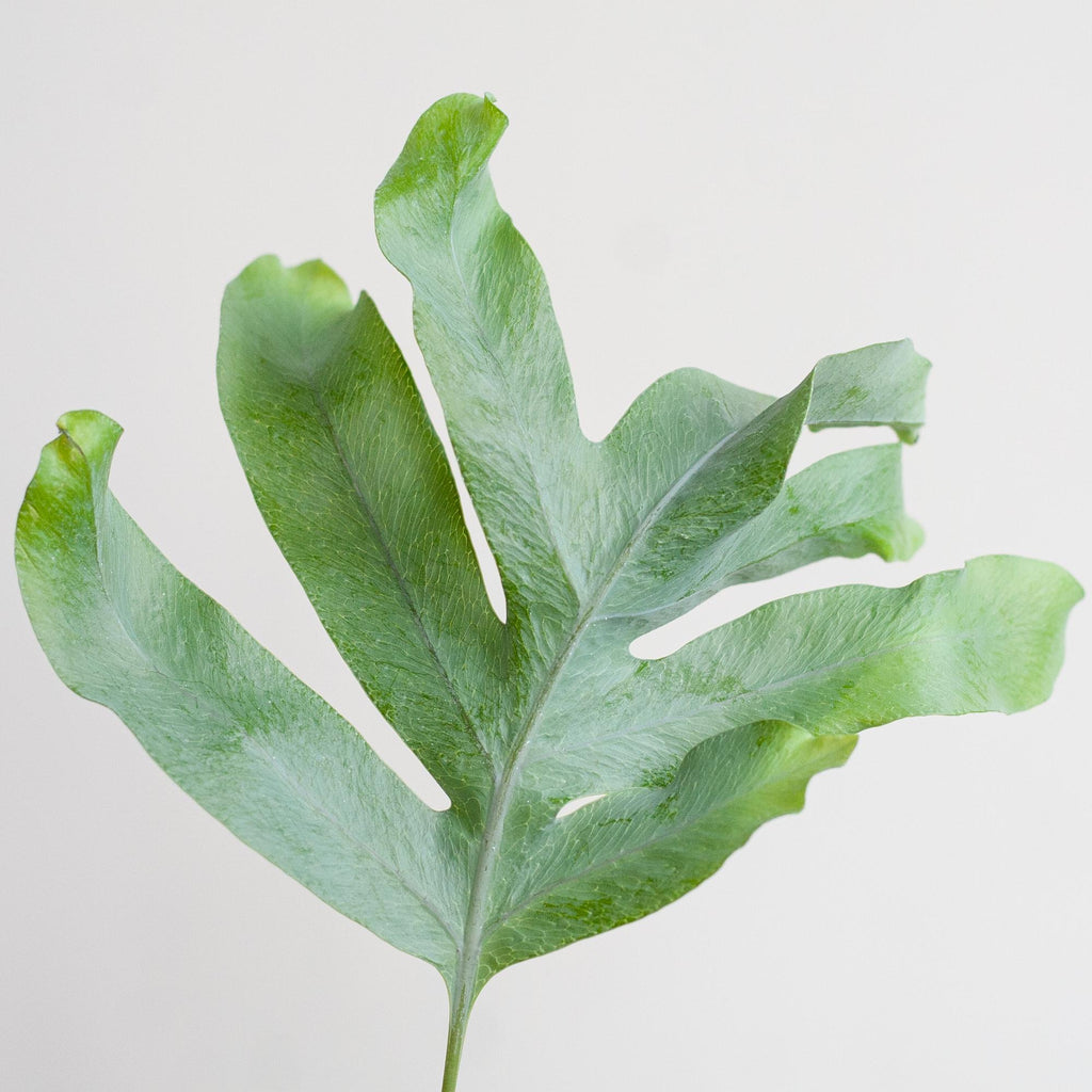 Phlebodium Aureum 'Blue Star' mit Korb Lissabon weiß - 40cm - Ø17