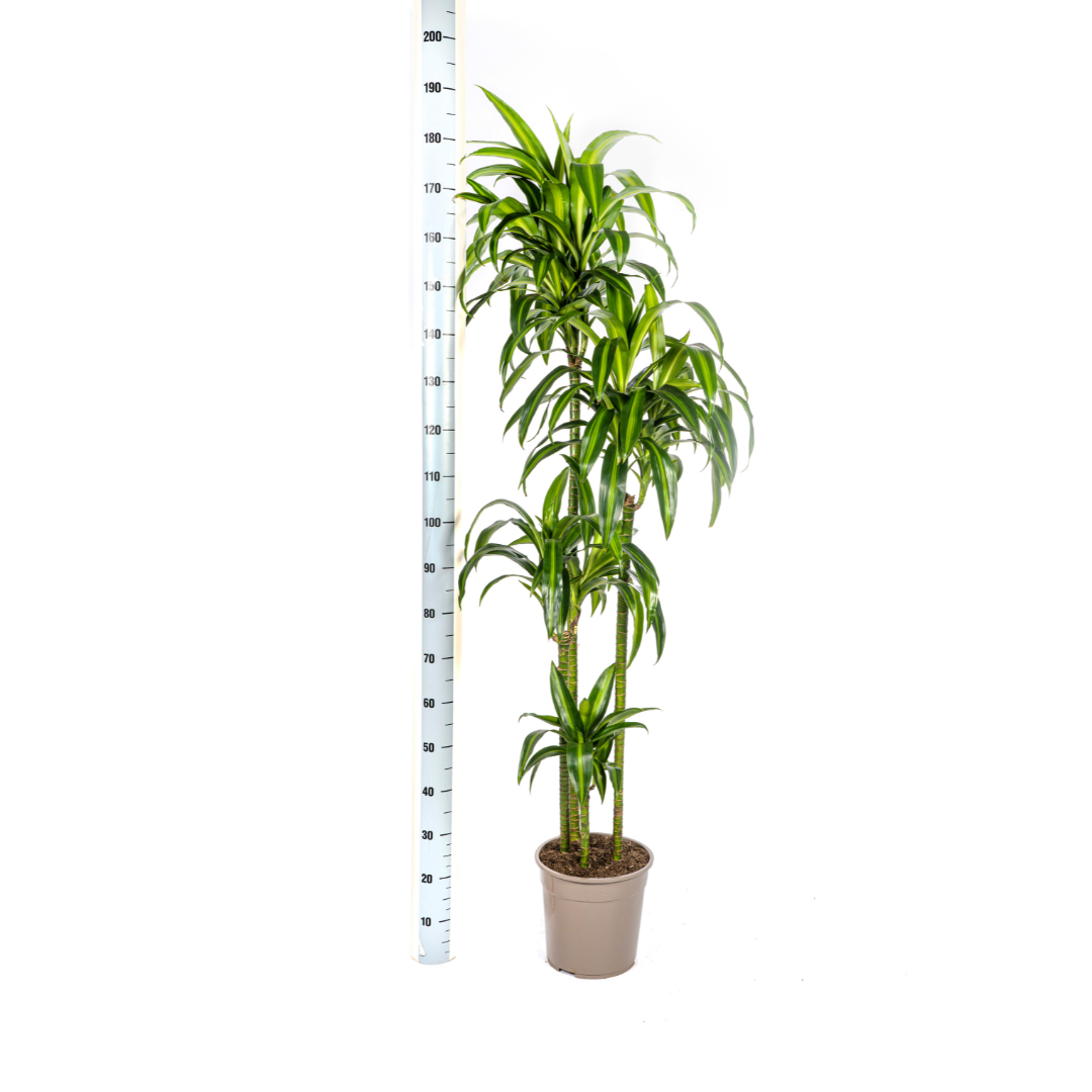 Dracaena deremensis Hawaiian Sunshine (Drachenbaum) Ø27 cm – ca. 170–190 cm