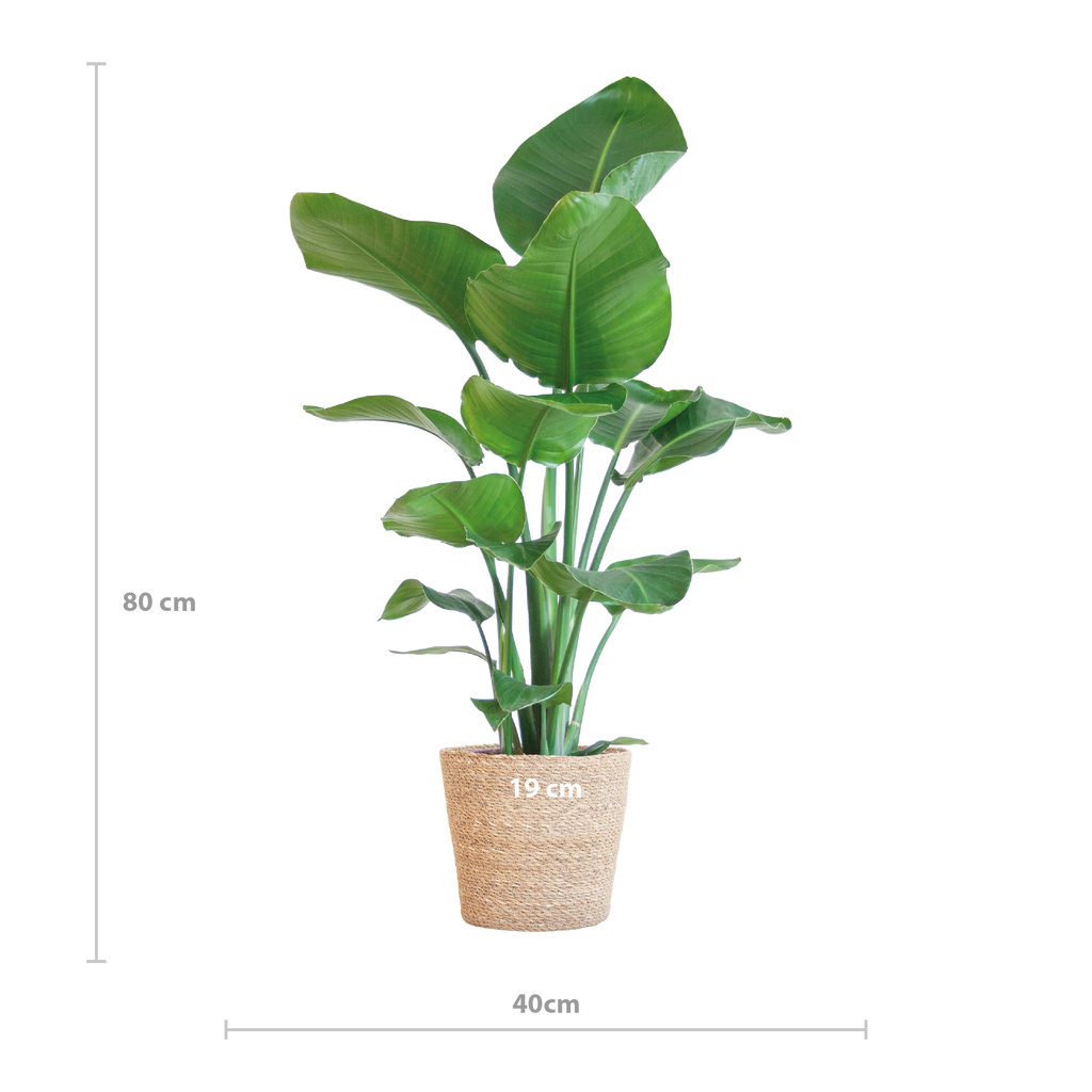 Strelitzia Nicolai mit Korb Sofia natur - 80cm - Ø21
