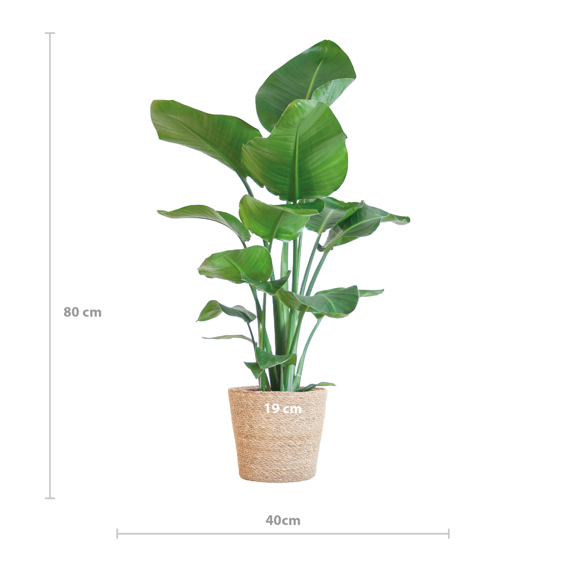 Strelitzia nicolai (Paradiesvogelpflanze) mit Seegras-Korb Natur