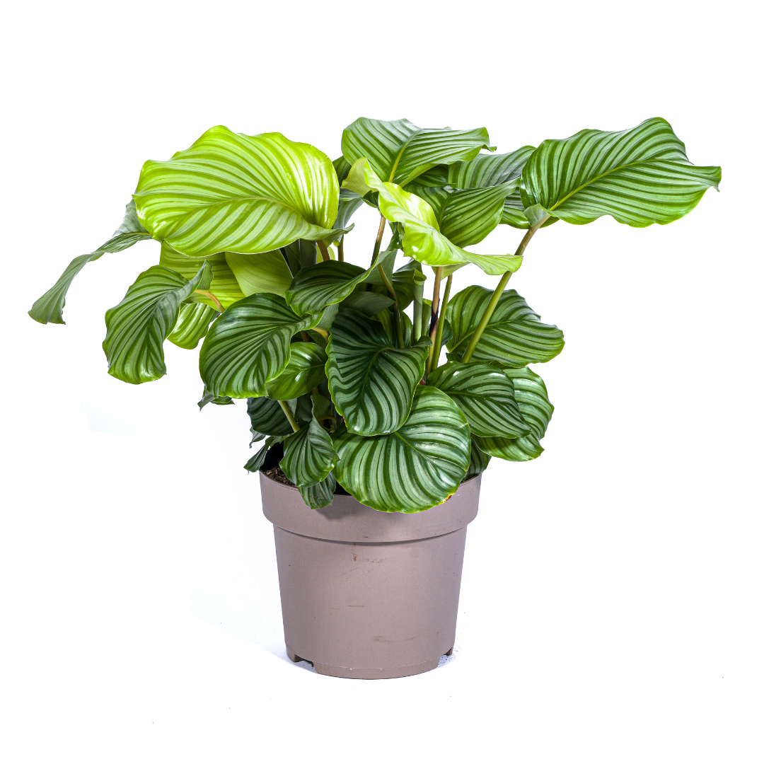 Calathea orbifolia (Korbmarante) Ø27 cm – ca. 70–90 cm