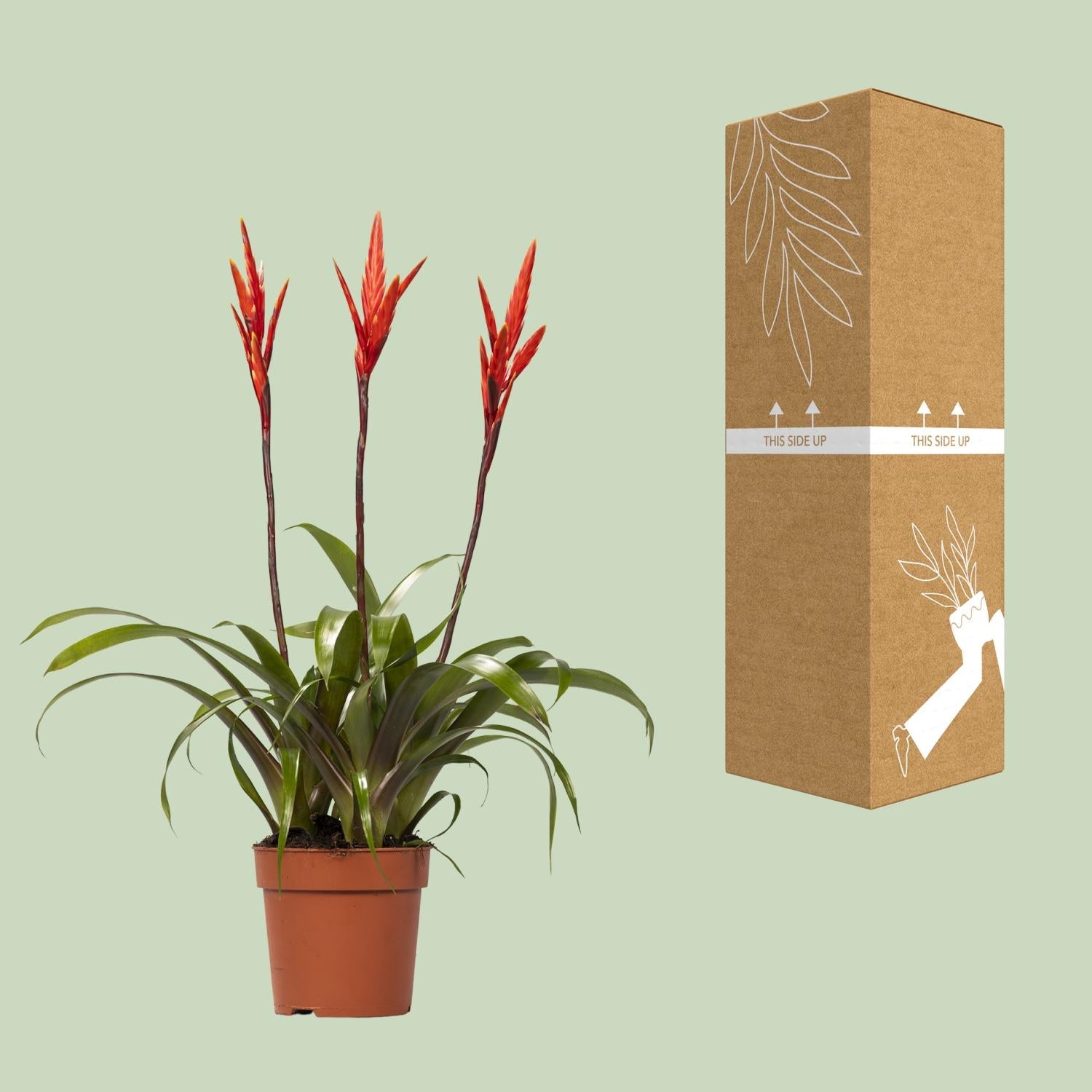 Vriesea Elan (Bromelie) – Ø12 cm – ca. 55 cm