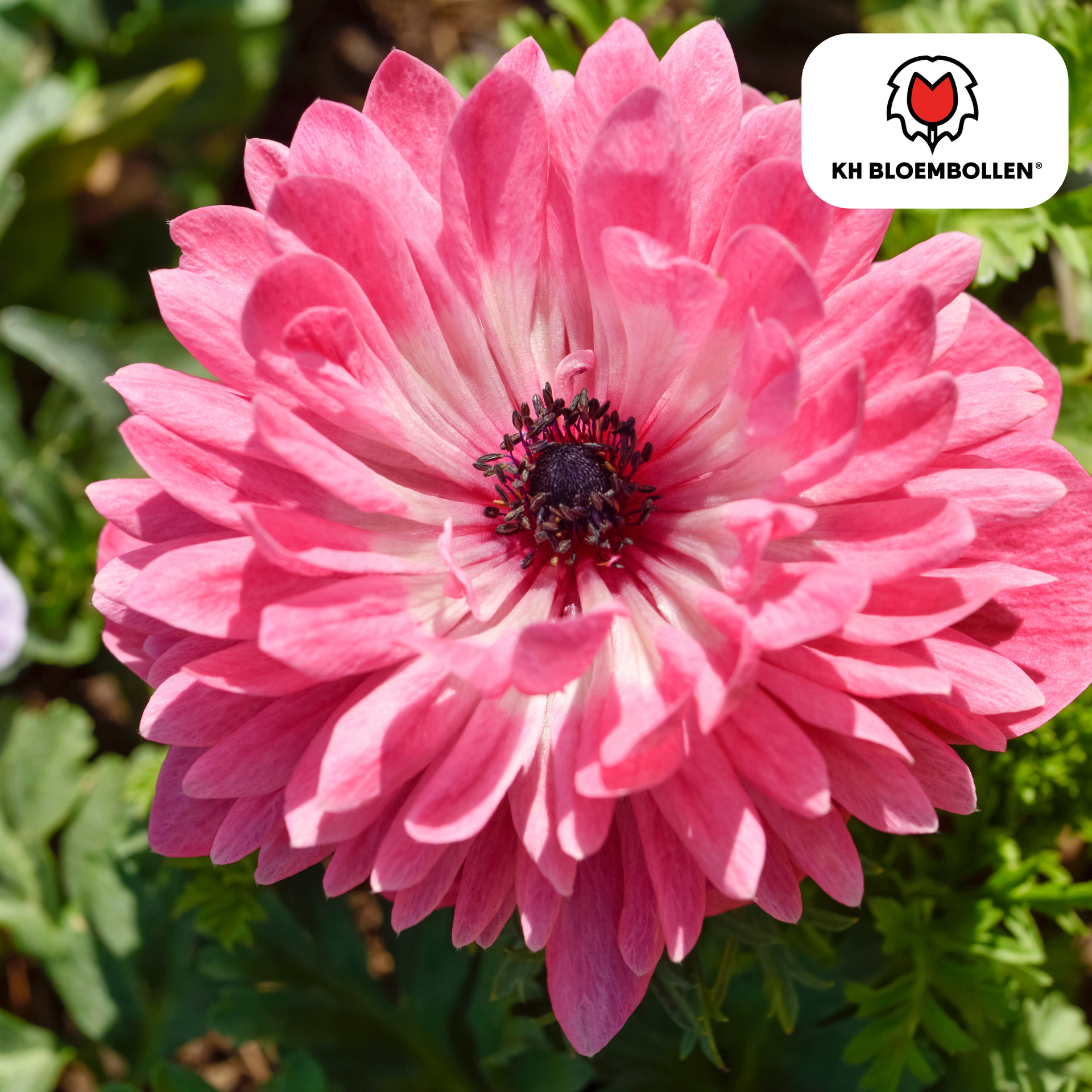 Gefüllte Anemonen - 30 Blumenzwiebeln - Farbmix