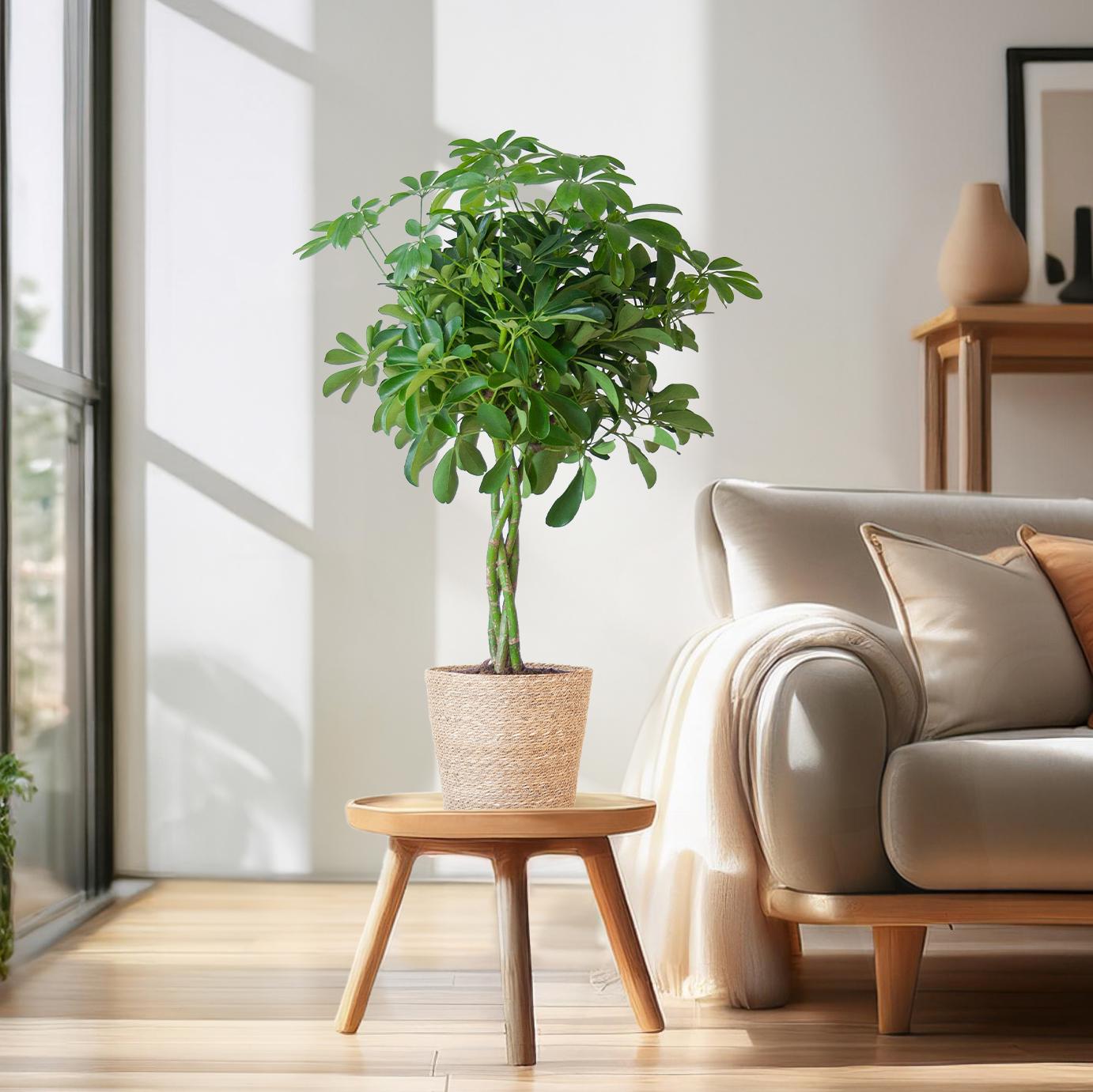 Schefflera arboricola Nora (Strahlenaralie) mit Seegras-Korb Natur – 70 cm – Ø21 cm