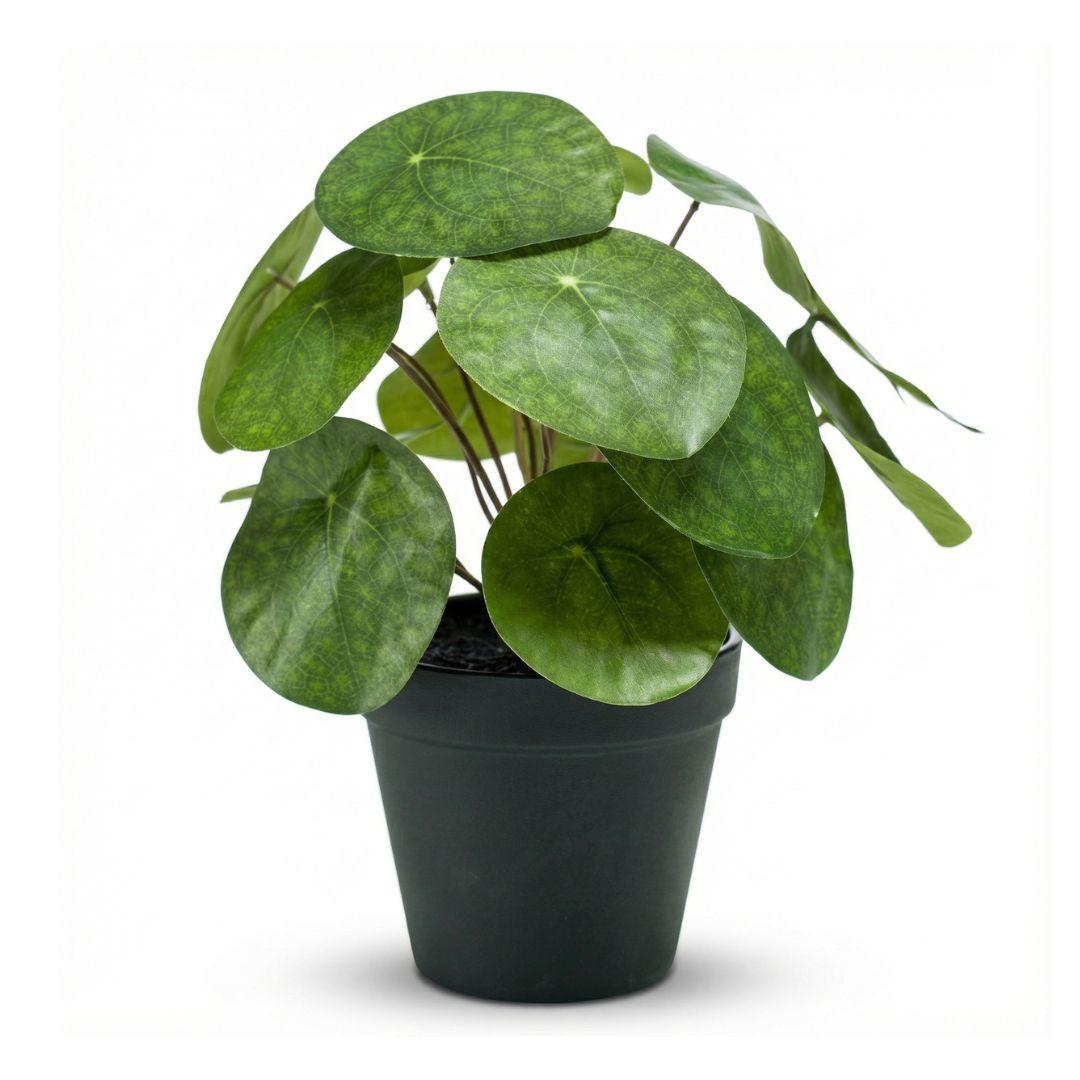 Pilea Bush 25 cm in Black Pot - Artificial Plant