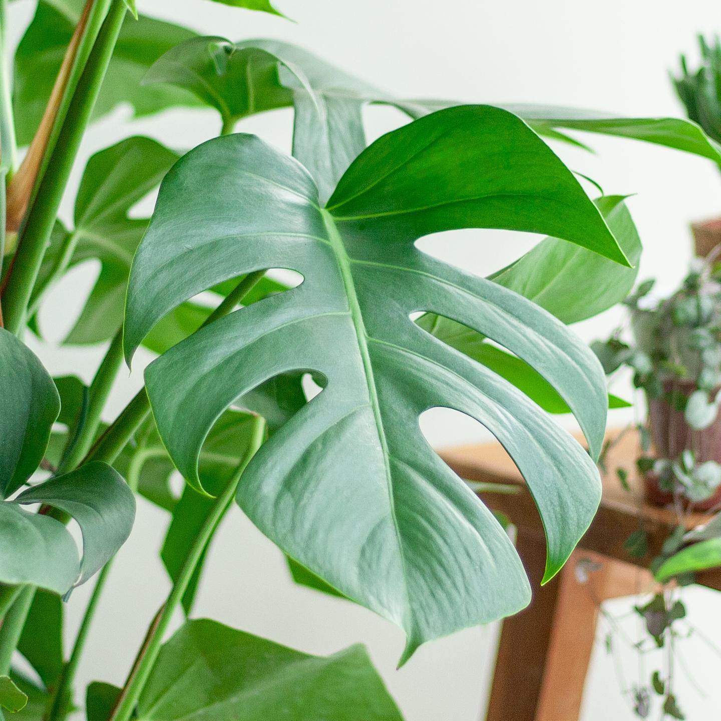 Monstera deliciosa (Fensterblatt) XL mit Torun-Korb