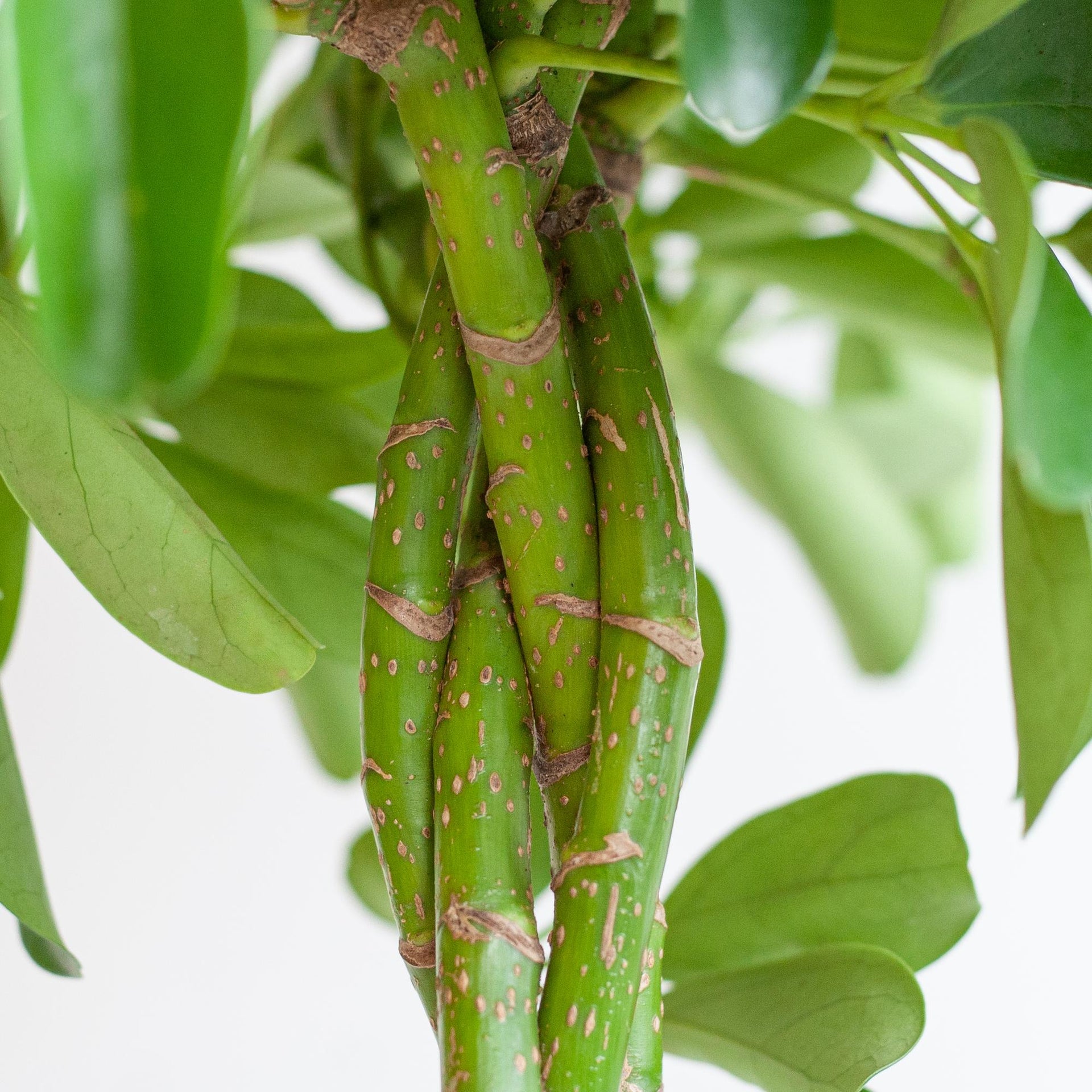 Schefflera arboricola Nora (Strahlenaralie) mit Potter-Topf Weiß