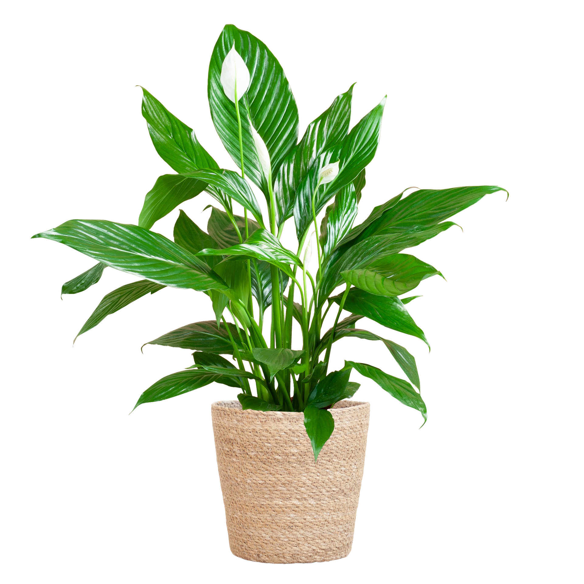 Spathiphyllum (Friedenslilie) mit Seegras-Korb Natur