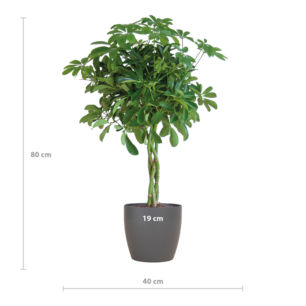 Schefflera Arab Nora mit Viber grau – 70 cm – Ø21