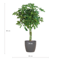 Schefflera Arab Nora mit Viber grau – 70 cm – Ø21