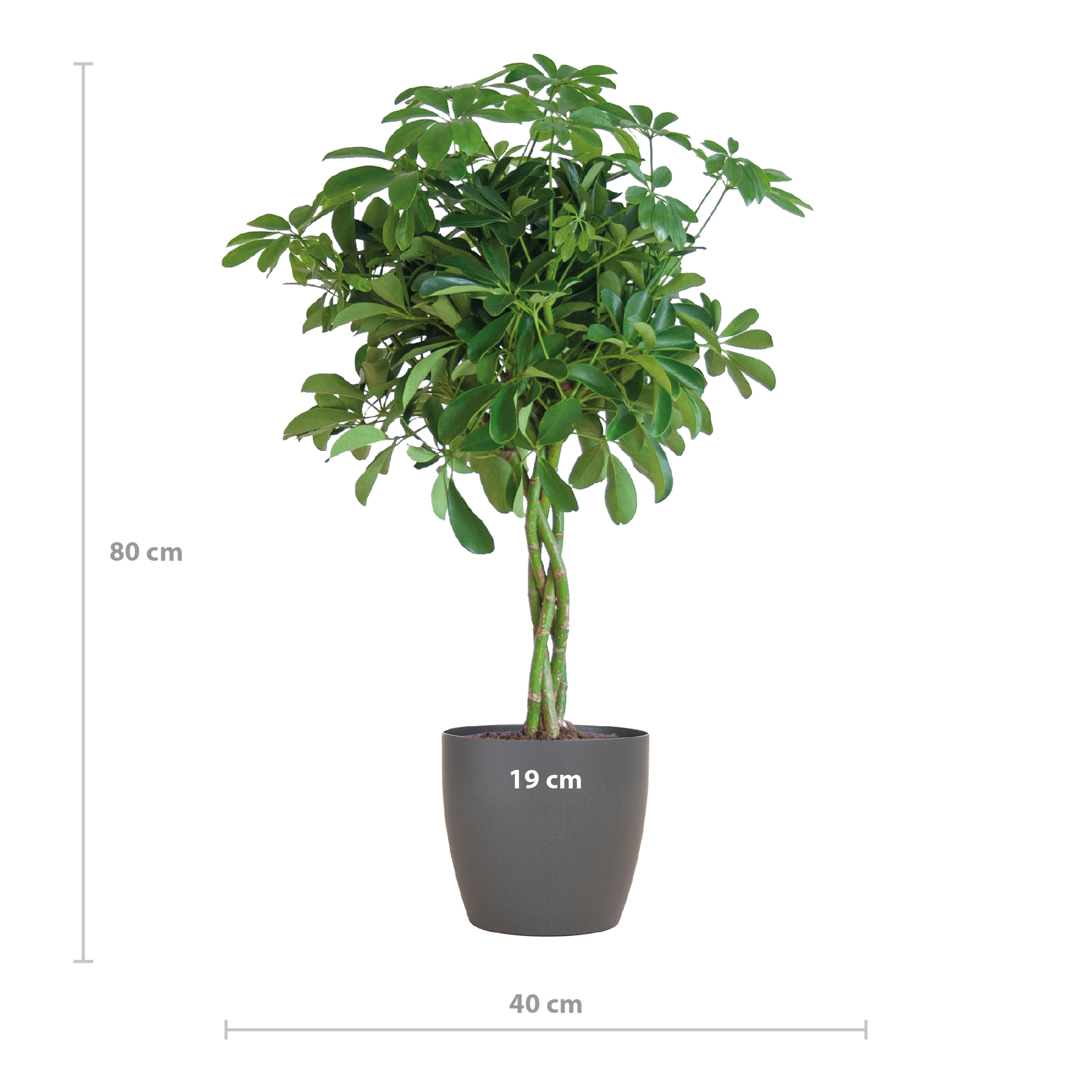 Schefflera arboricola Nora (Strahlenaralie) mit Potter-Topf Grau – 70 cm – Ø21 cm