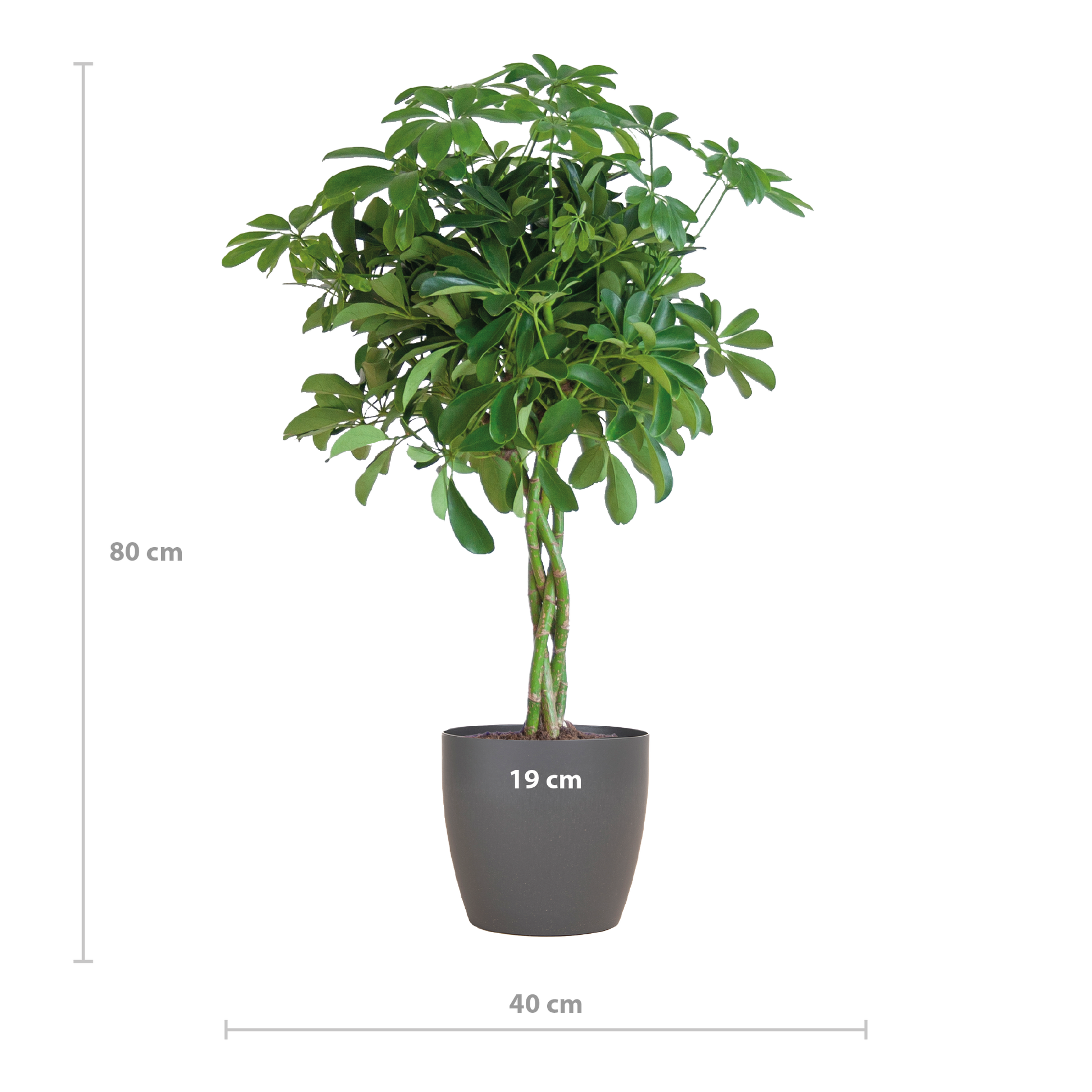 Schefflera Arab Nora mit Viber grau – 70 cm – Ø21