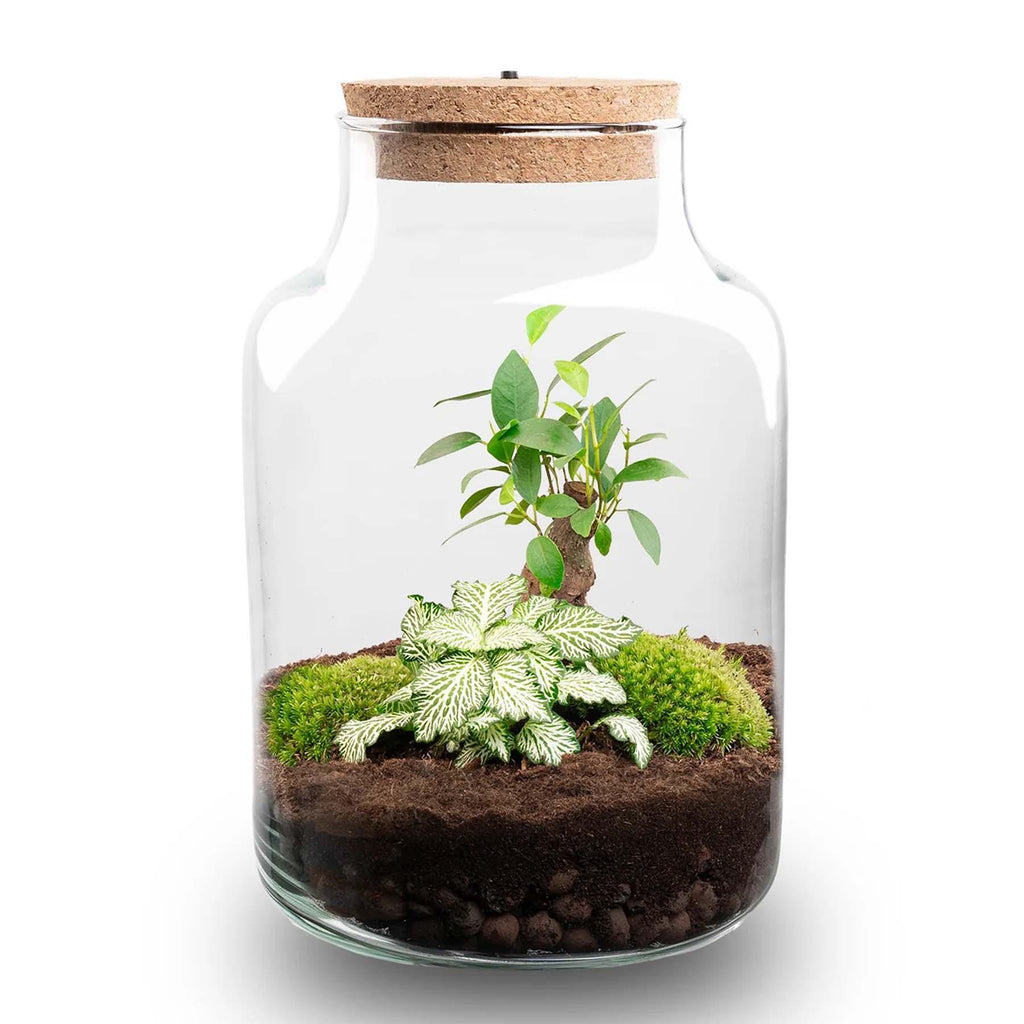 Planten terrarium - Little Milky + Led lamp ↑ 25 cm