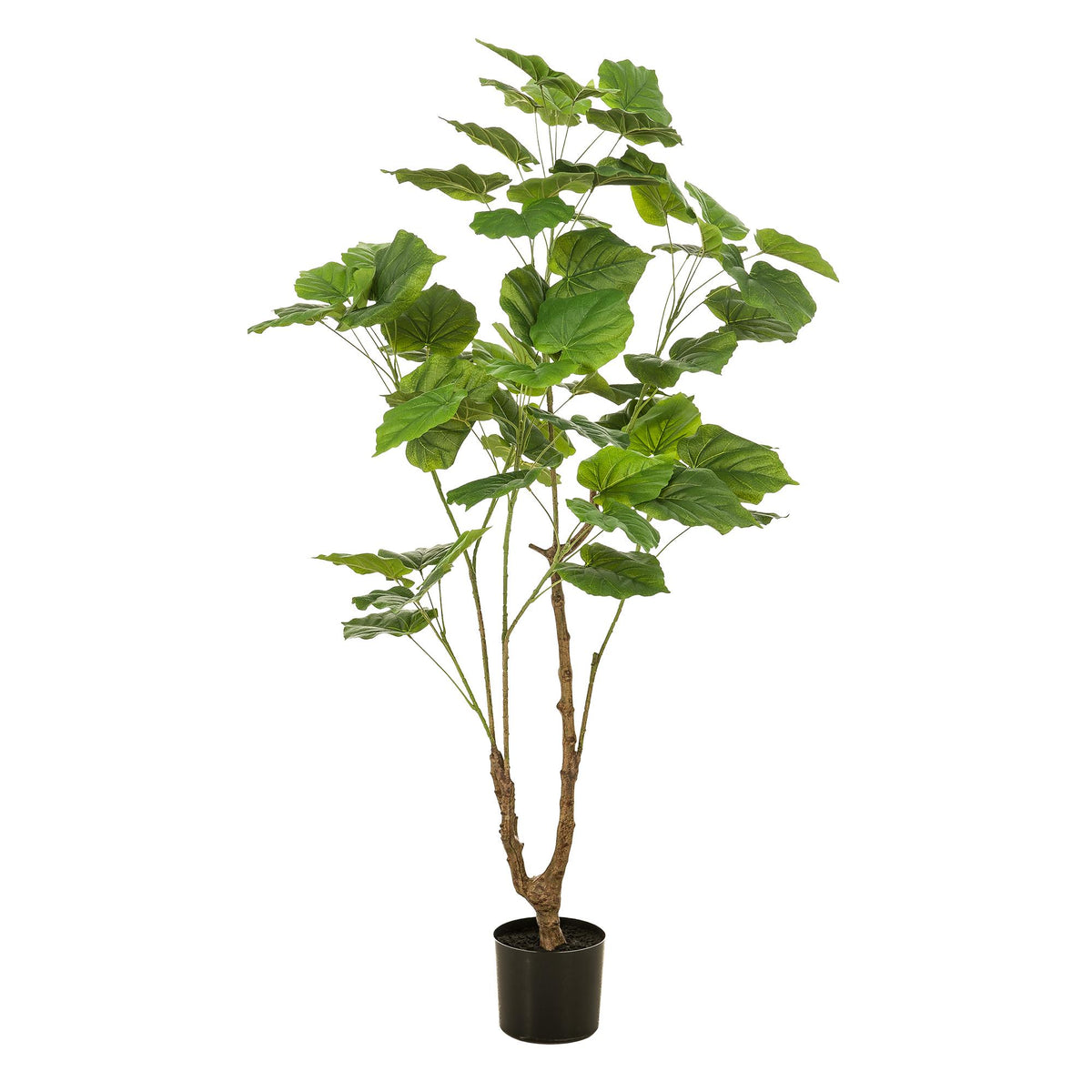 Kunstplant - Ficus umbellate - Afrikaanse vijg