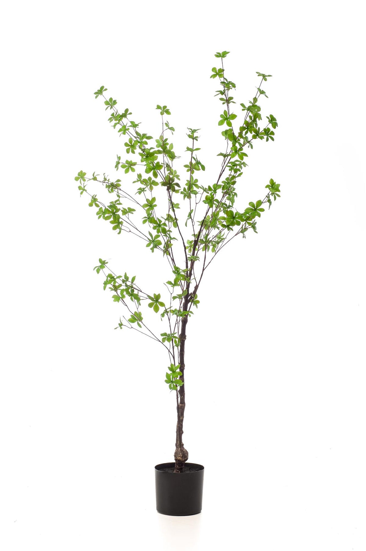 Kunstpflanze - Tropaeolum Speciosum - Ostindische Kirsche