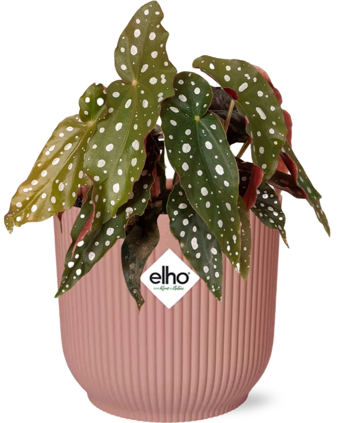 Begonia Maculata im ELHO Vibes Fold Topf Rosa