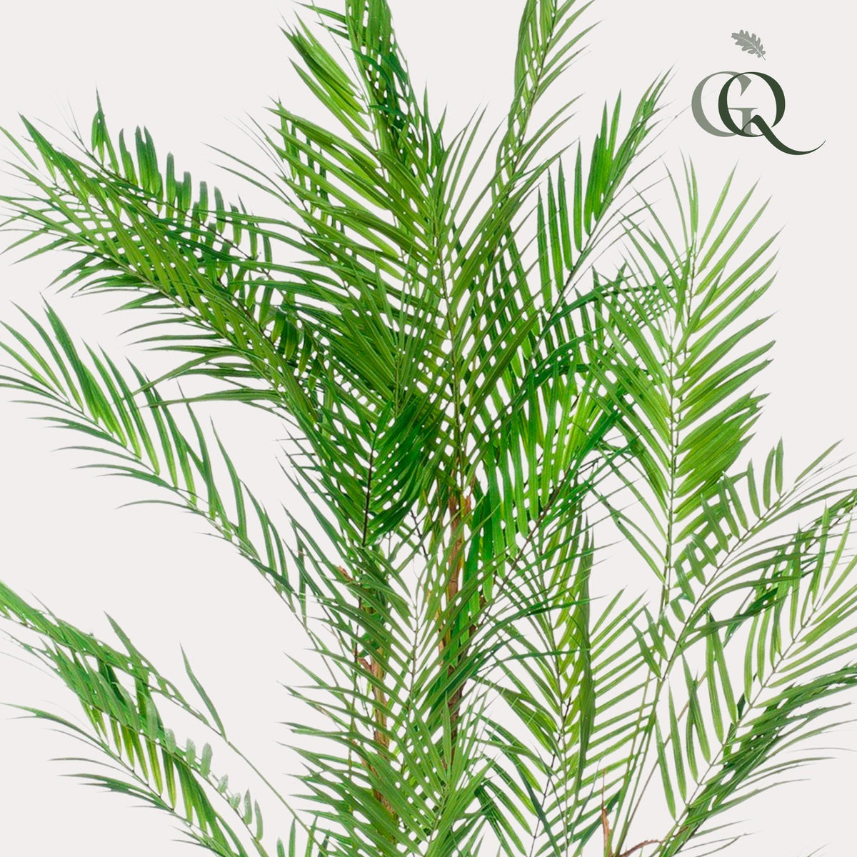 Kunstpflanze - Chamaedorea Elegans - Bergpalme