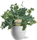 Phlebodium Davana - Ø12cm - ↕35cm + Beau Pot D14x13cm - Weiß