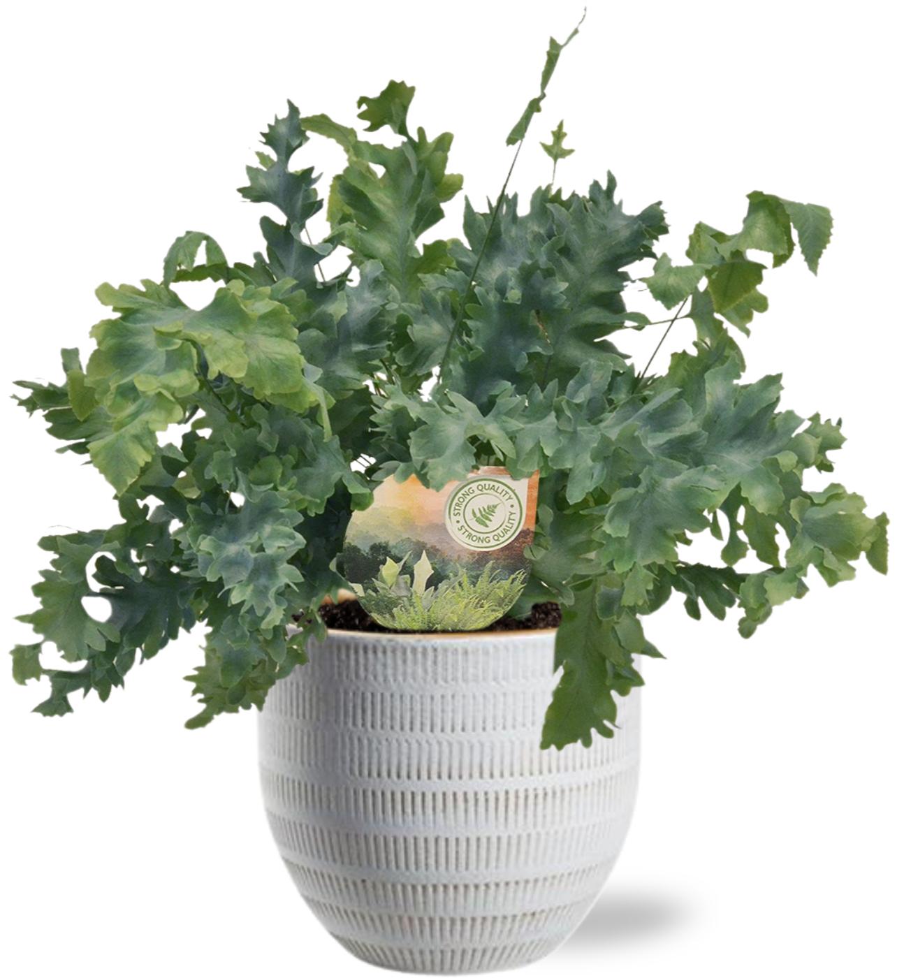Phlebodium Davana