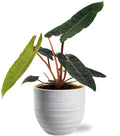 Philodendron Billietiae - Ø12cm - ↕25cm + Beau Pot D14x13cm - Weiß