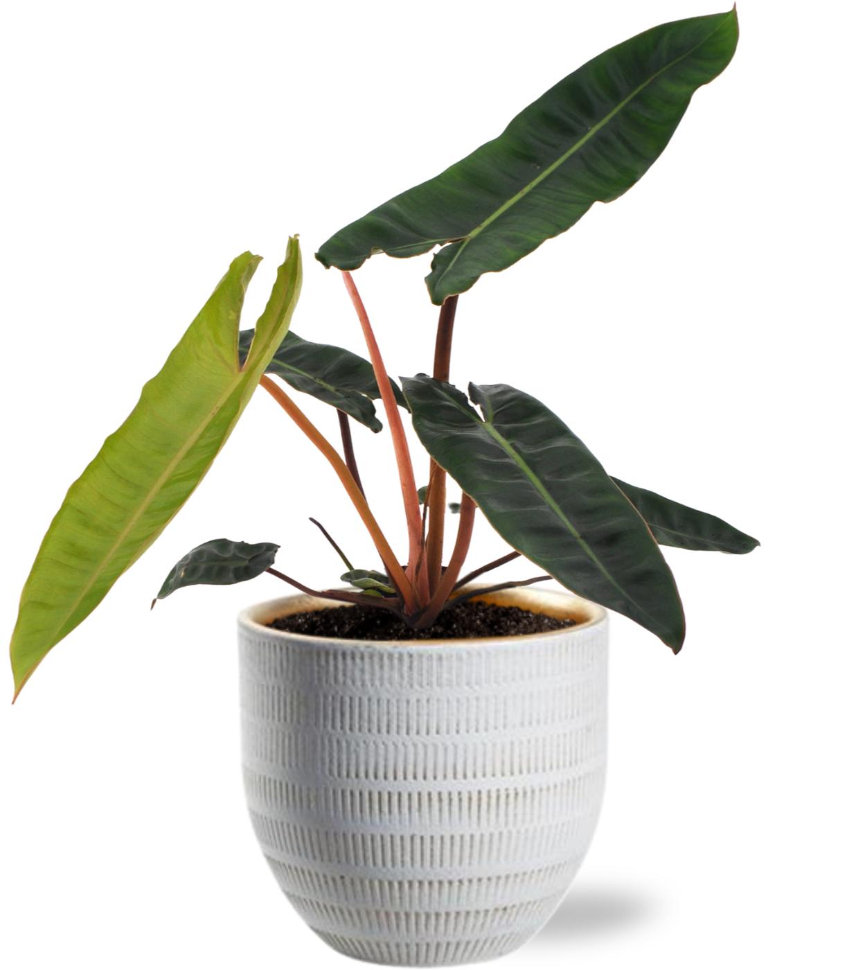 Philodendron Billietiae - Ø12cm - ↕25cm + Beau Pot D14x13cm - Weiß