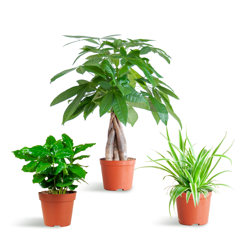 Tierfreundliche Plant Box - klein - ohne Dekotopf - Ø12