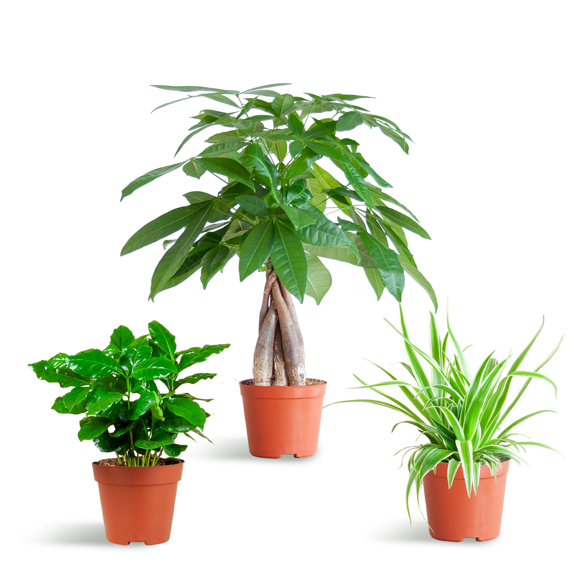 Tierfreundliche Plant Box - klein - ohne Dekotopf - Ø12