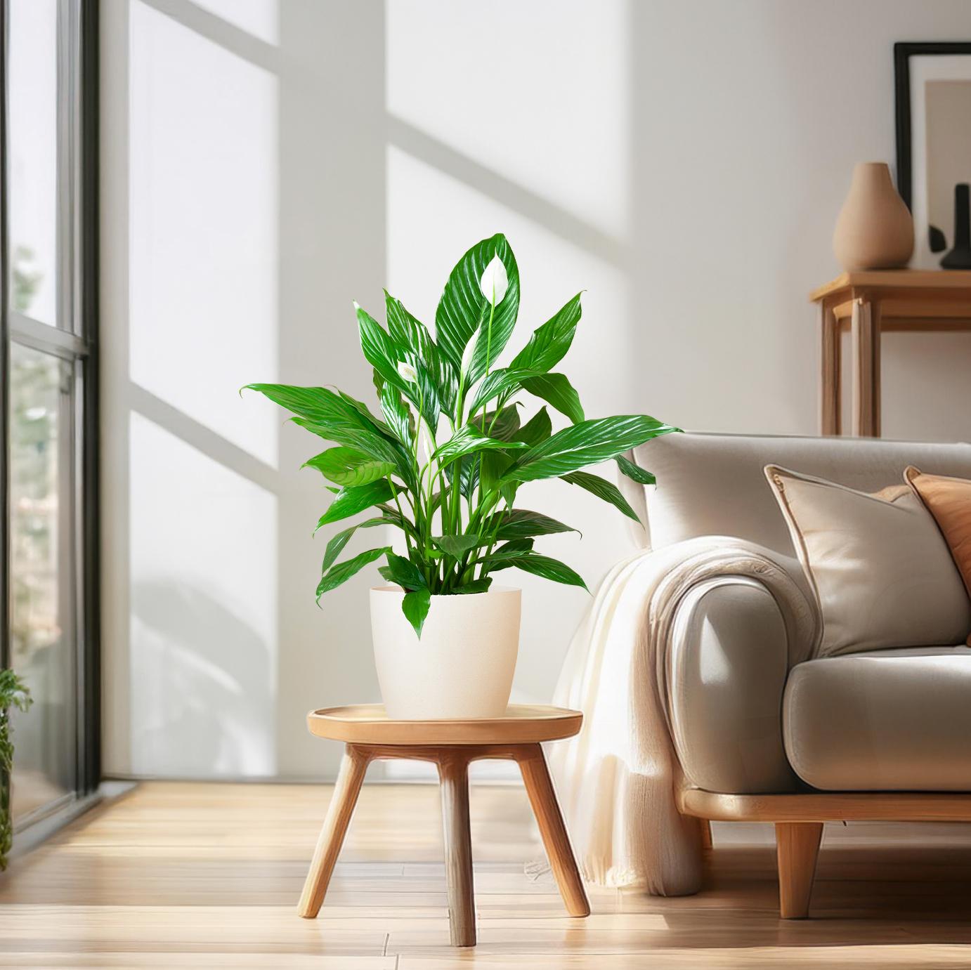 Spathiphyllum (Friedenslilie) mit Potter-Topf Weiß