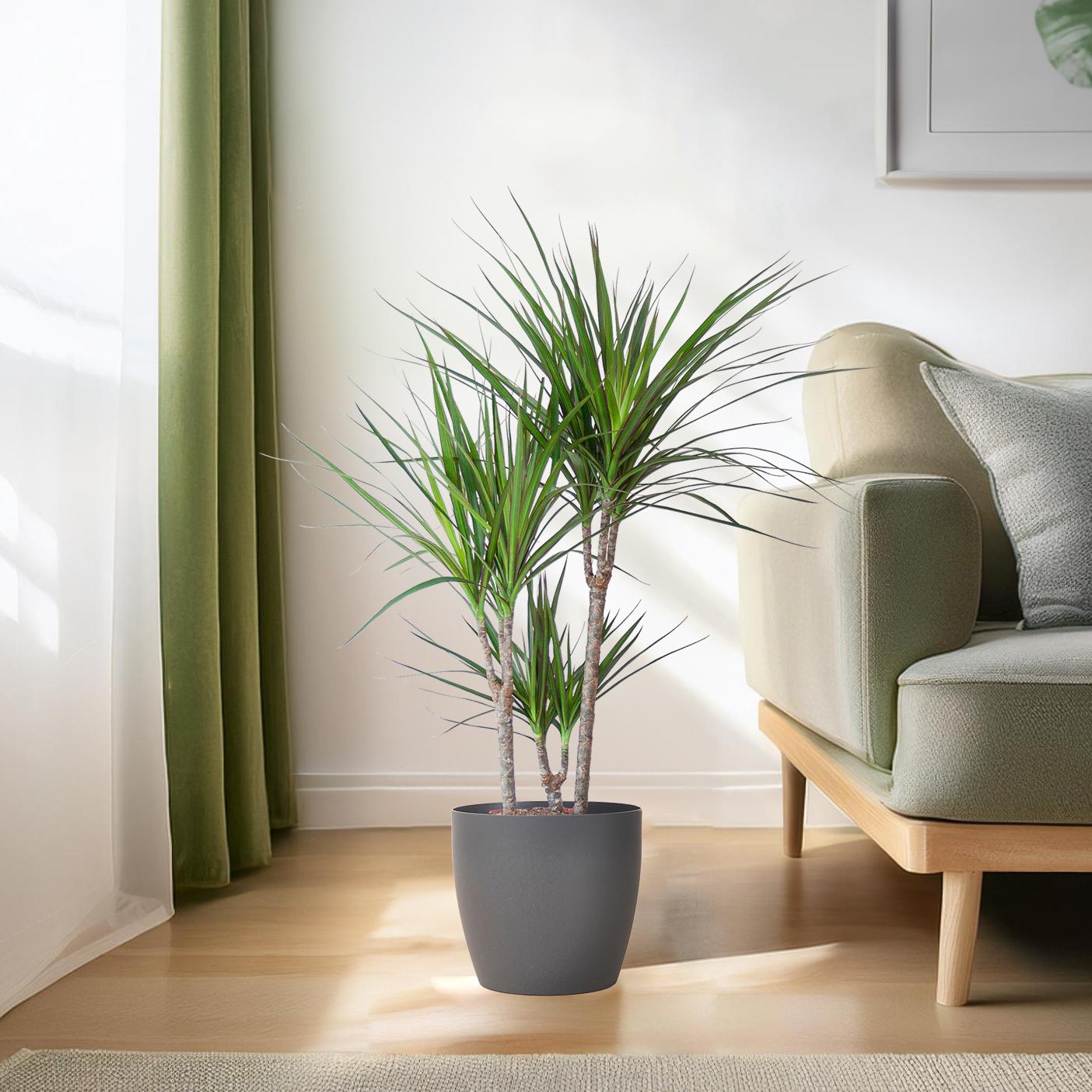 Dracaena marginata (Drachenbaum) mit Potter-Topf Grau